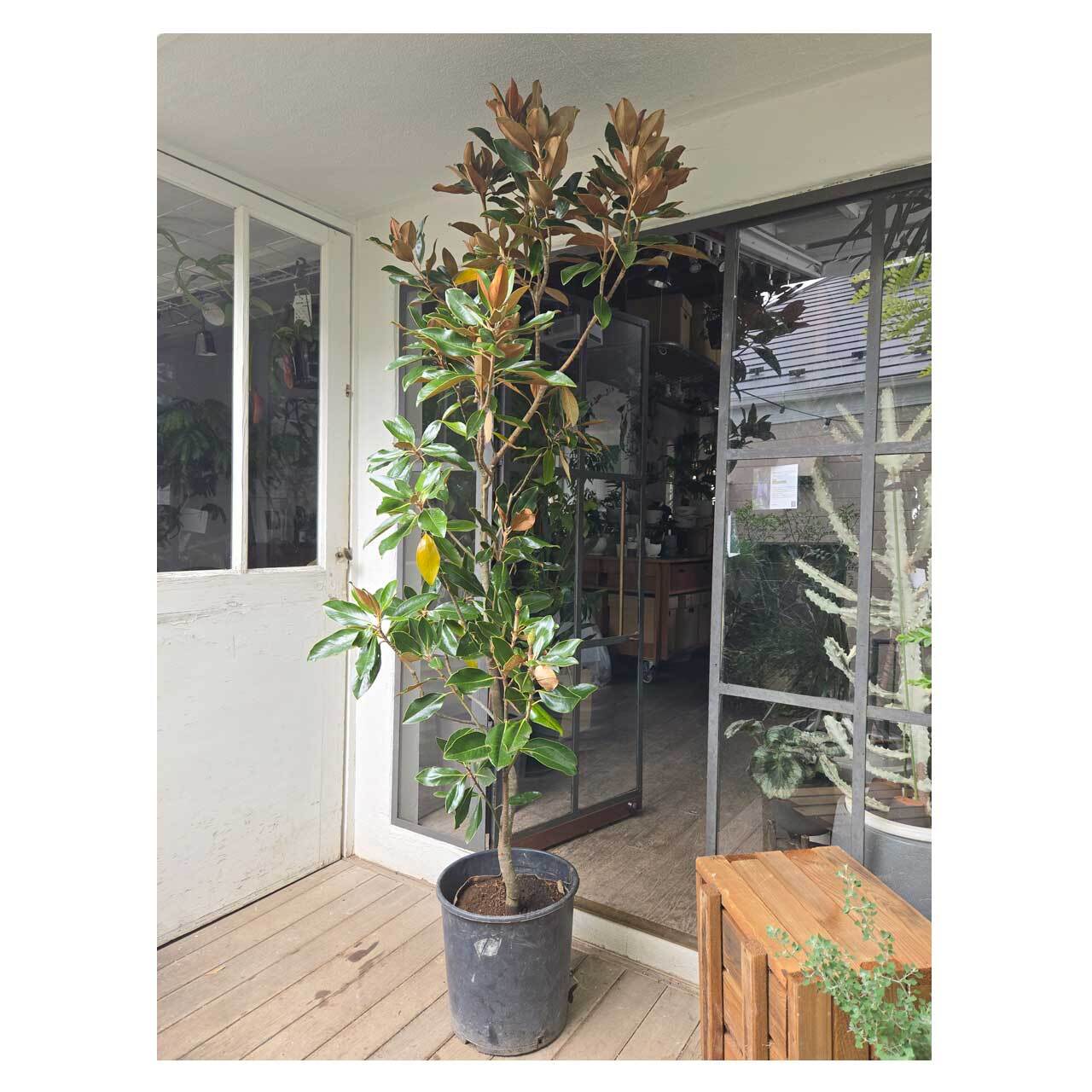 Magnolia grandiflora 'little gem' | Seeding