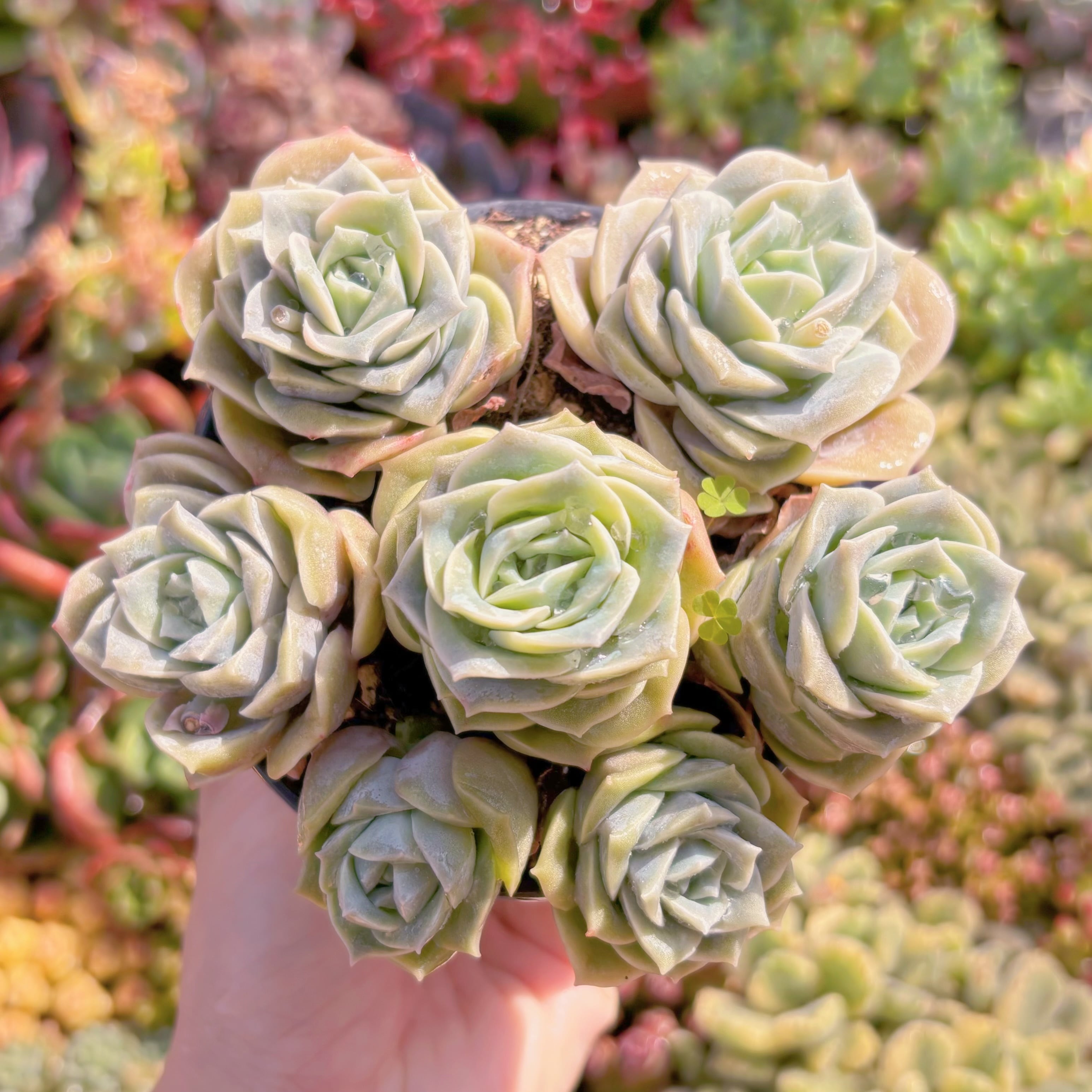 現品　ラブリーローズ#M256　るる農園