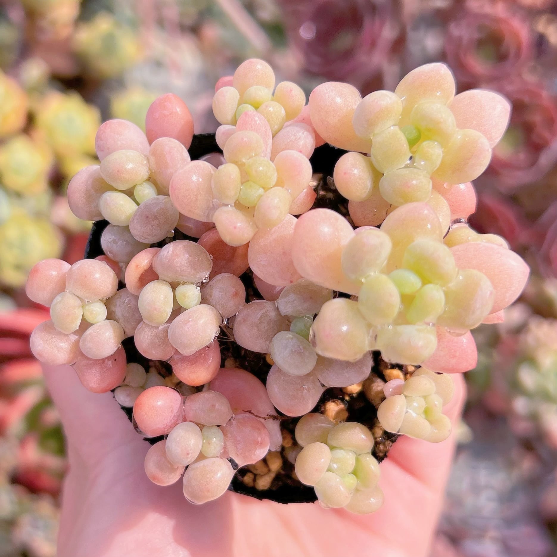 現品　キャビア#052　群生　るる農園