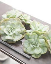 カット苗 ブルームード 【日本初上陸？！】3～4頭群生 Echeveria 'Blue Mood'
