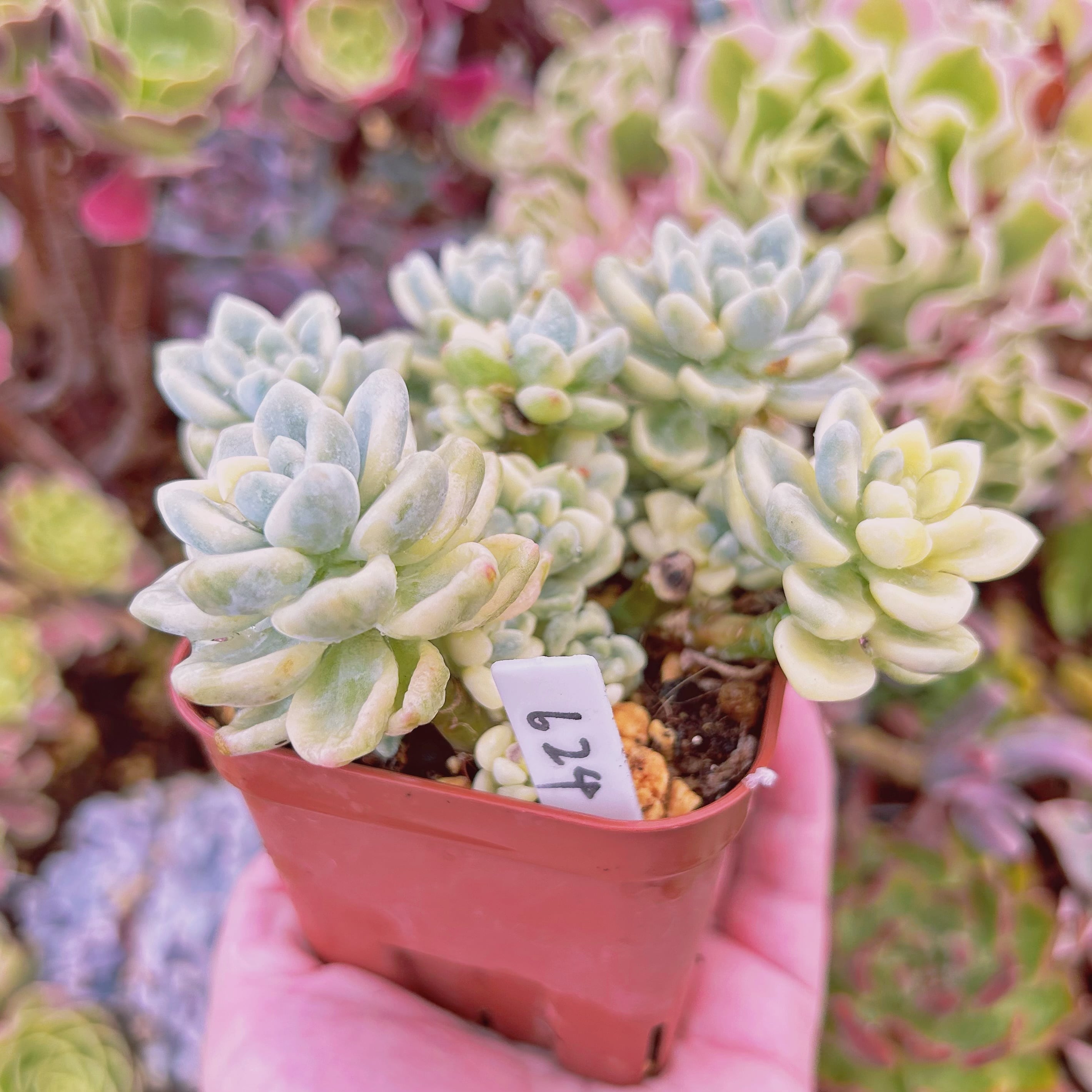 624現物 多肉植物 ラウル錦 特大 | るる農園~多肉植物専門