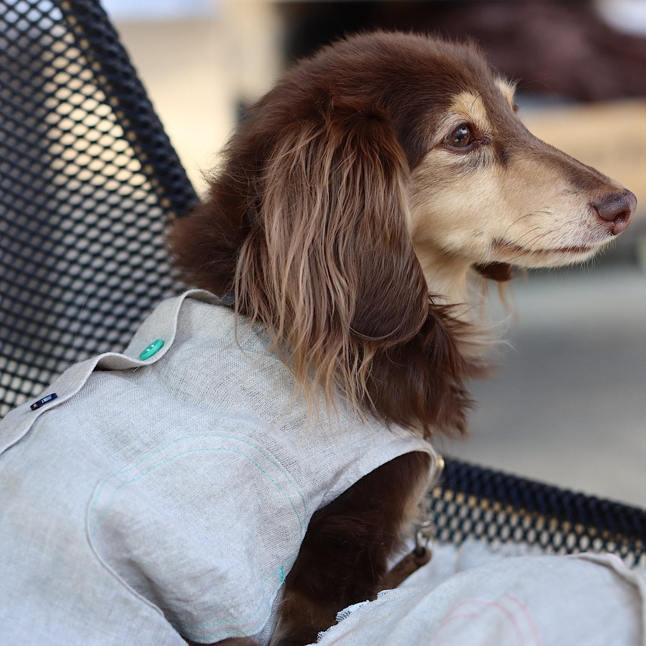 リネンバックボタン/ノーカラー