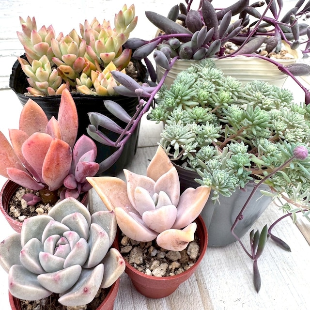 丈夫！地植えセット｜多肉花壇におすすめ｜春,ガーデニング