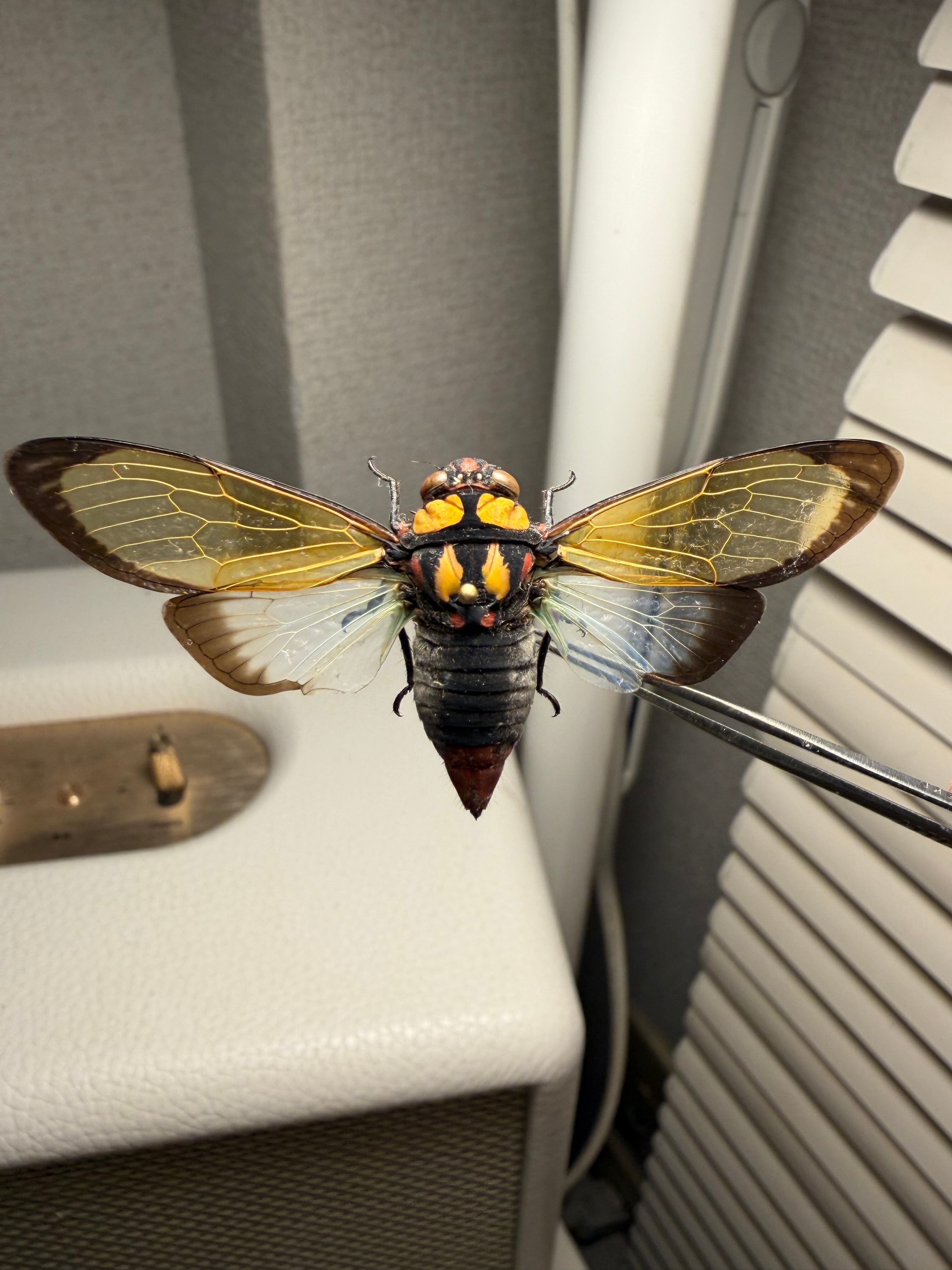 キエリアブラゼミ 蝉セミハエハチベルゼバブホークカゲロウヘビトンボ