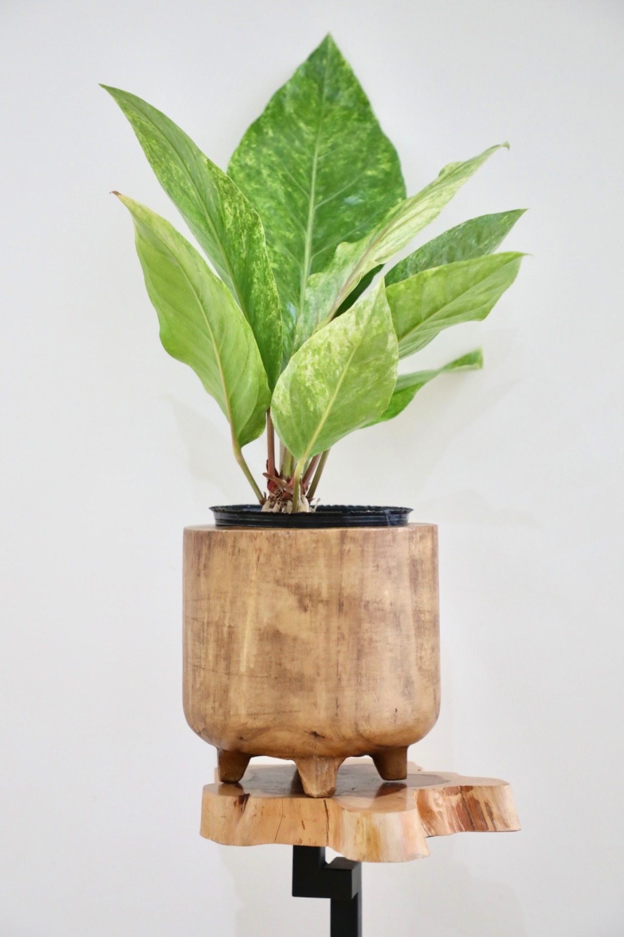 【M】アンスリウム ジャングルキング バリエガータ/Anthurium