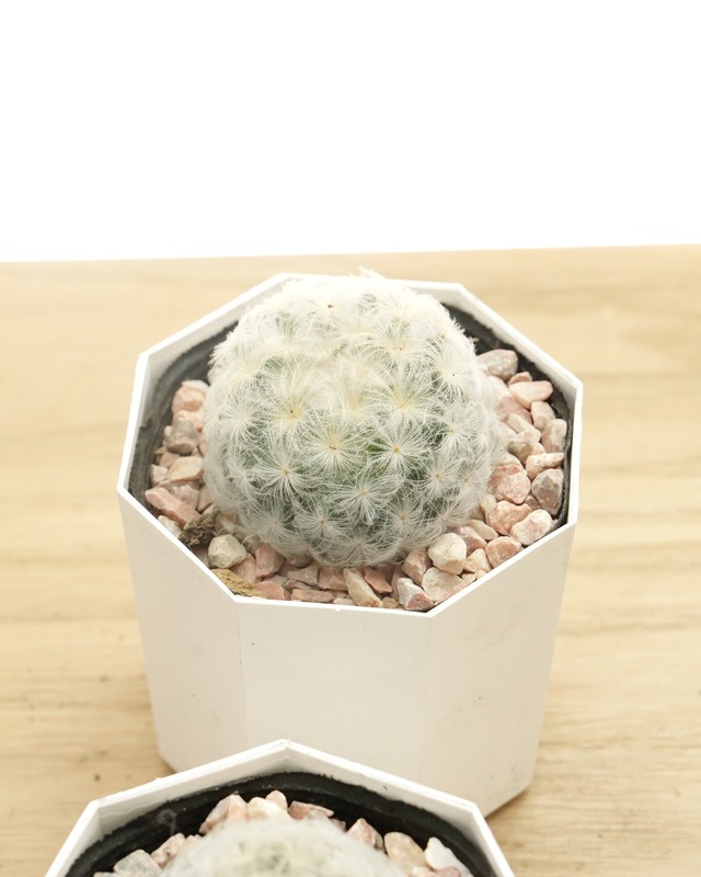 鉢植え マミラリア 白星 Mammillaria plumosa