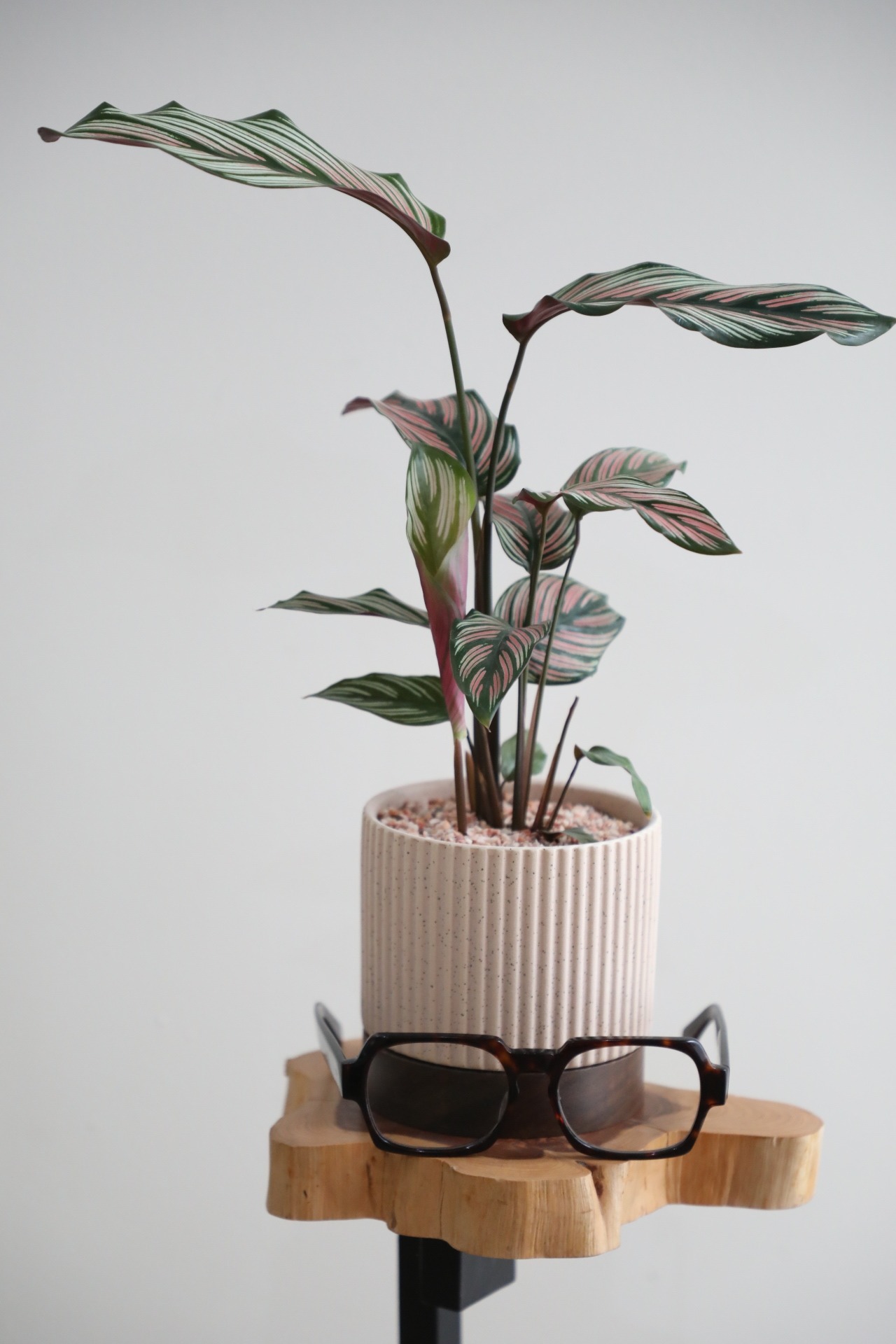 【M】カラテア ホワイトスター/Calathea White star