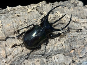 WD タイリクコーカサス　♂115mm ♀59mm  ペア