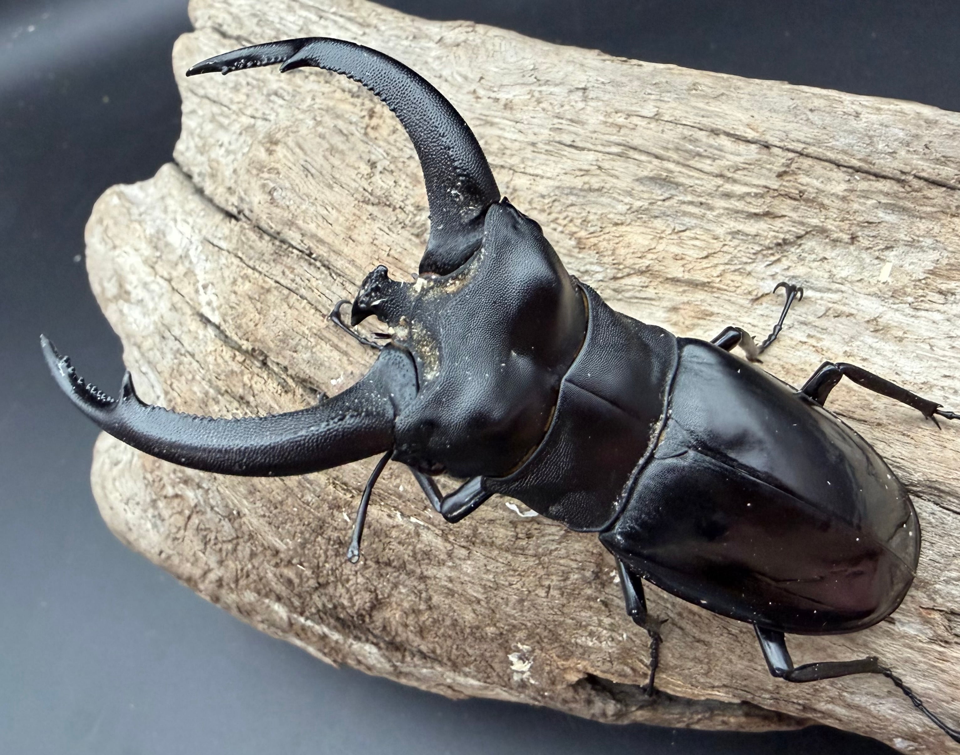 WD】《リノケロスフタマタ亜種chaudoiri 92mm A'品ペア》 | KPW公式