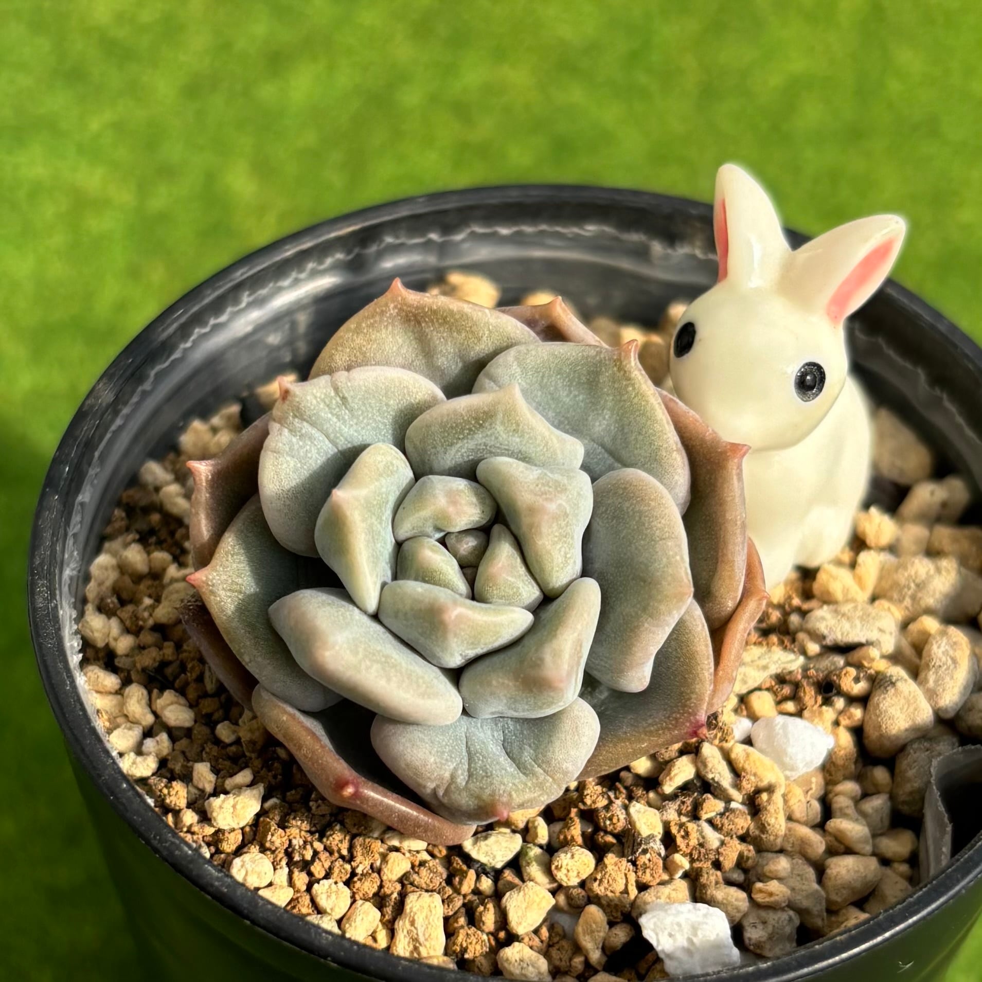 キュービックフロスティ錦 | 多肉植物 豆彦商店