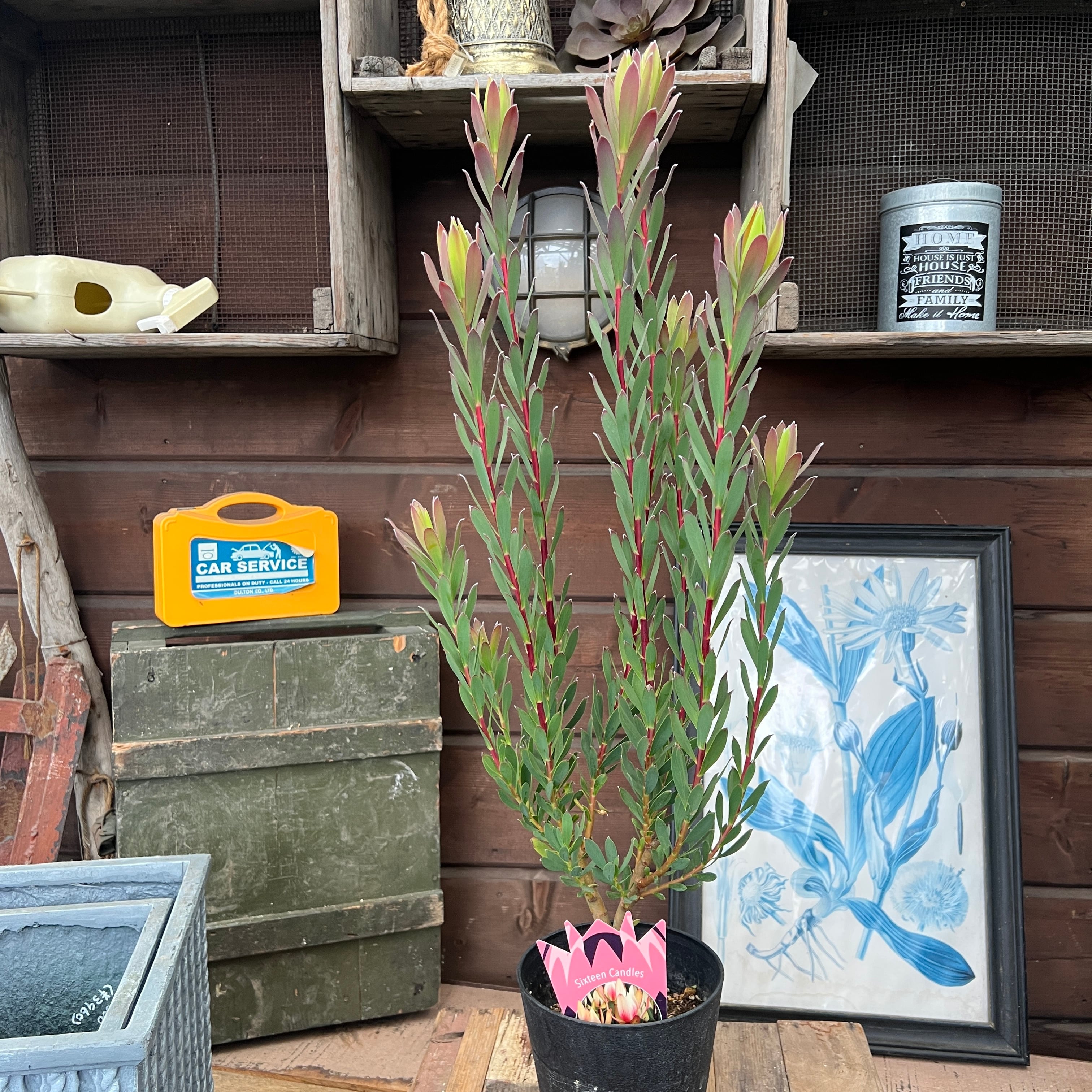 リューカデンドロン シックスティーンキャンドルズ① | 沼ノ上農園