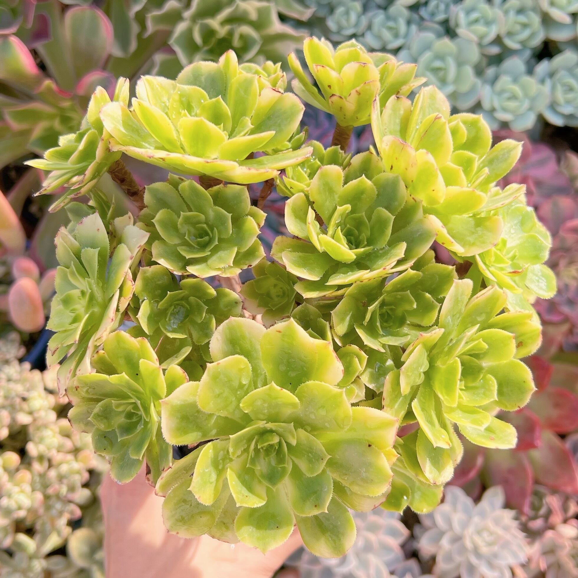 現品　富士錦#092    特大群生　るる農園