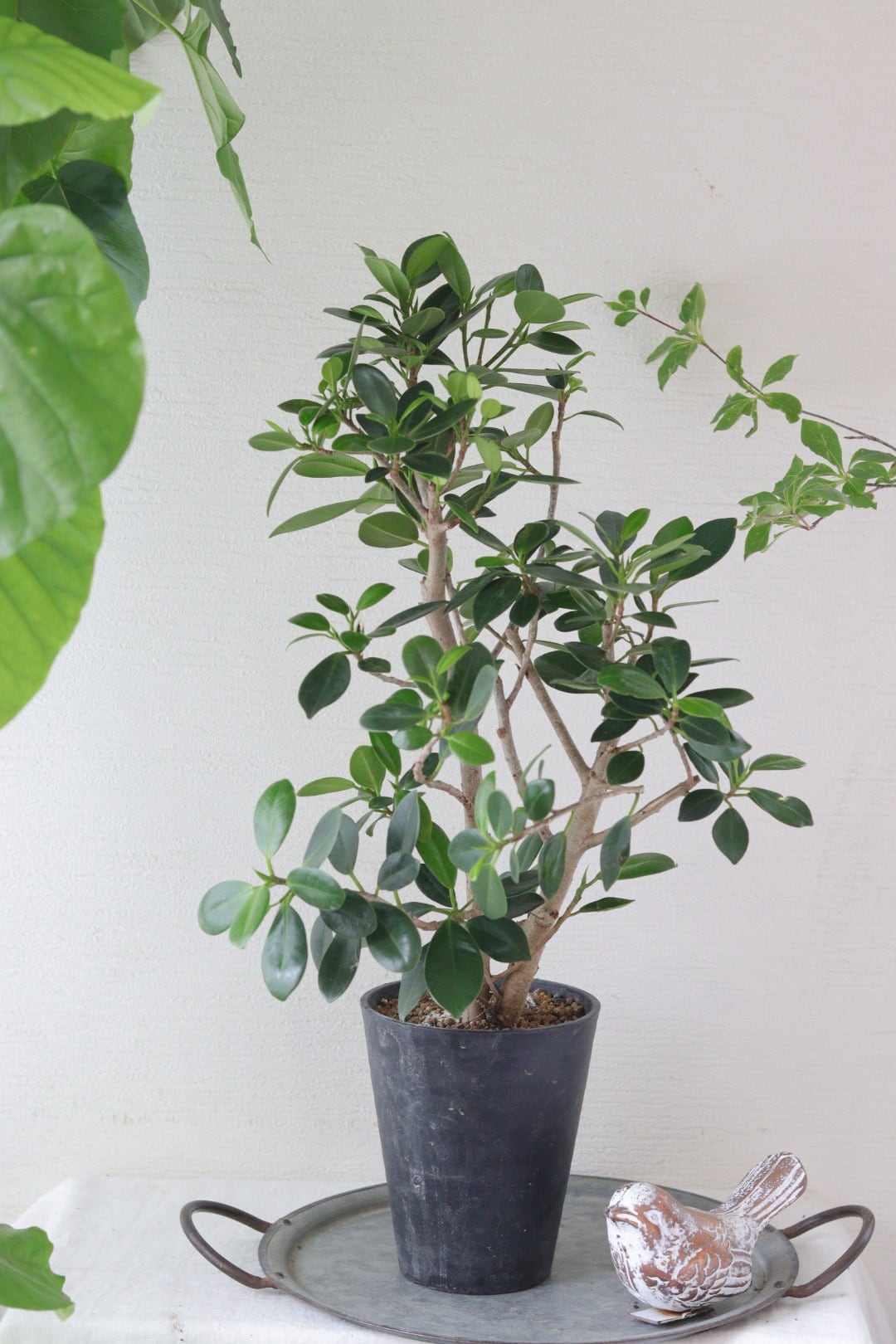 盆栽風♡野生的グリーン♡観葉植物♡ガジュマル | Total Plants Egret