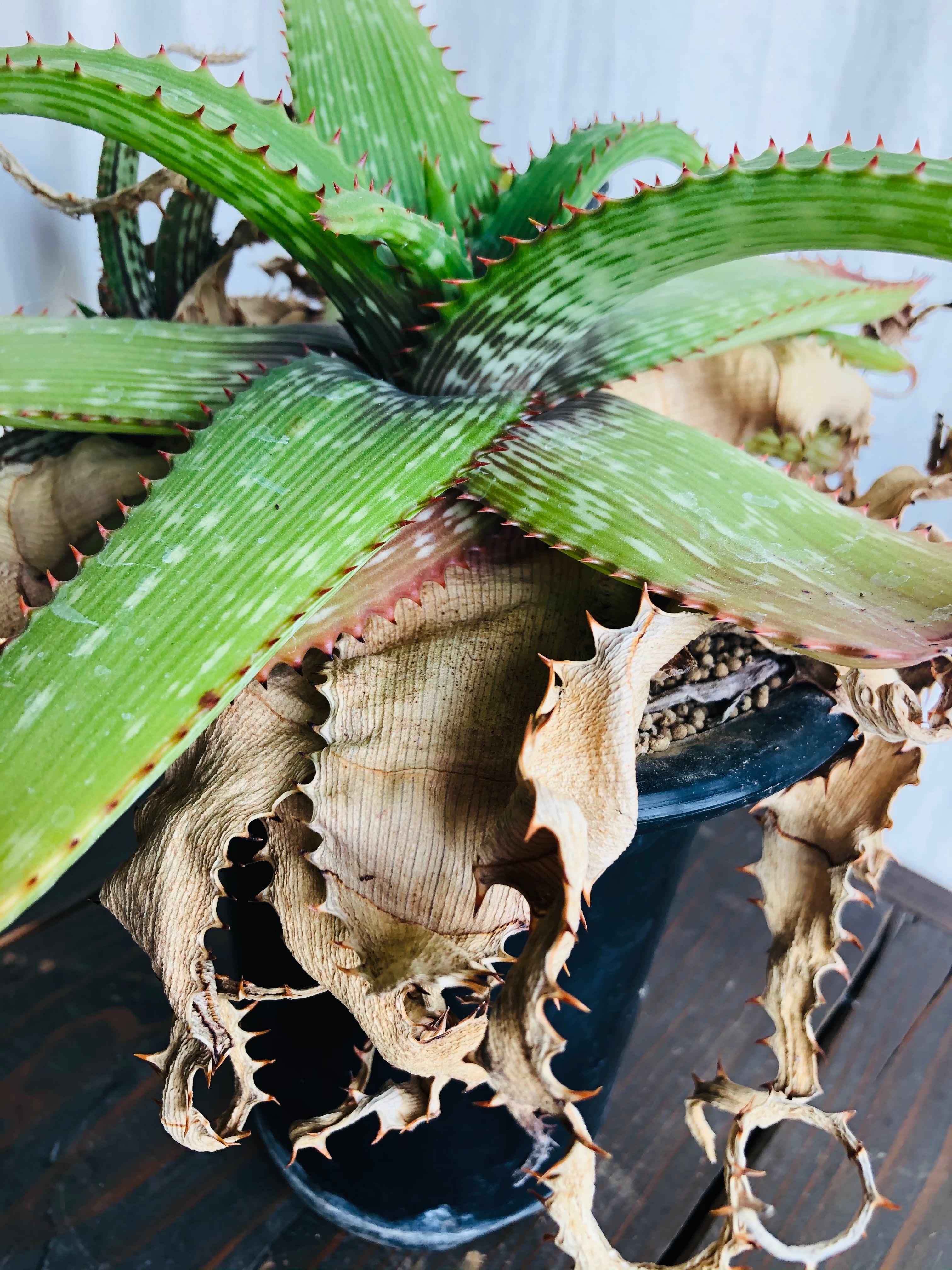 Aloe branddraaiensis アロエ ブランドレイエンシス | plants MARU