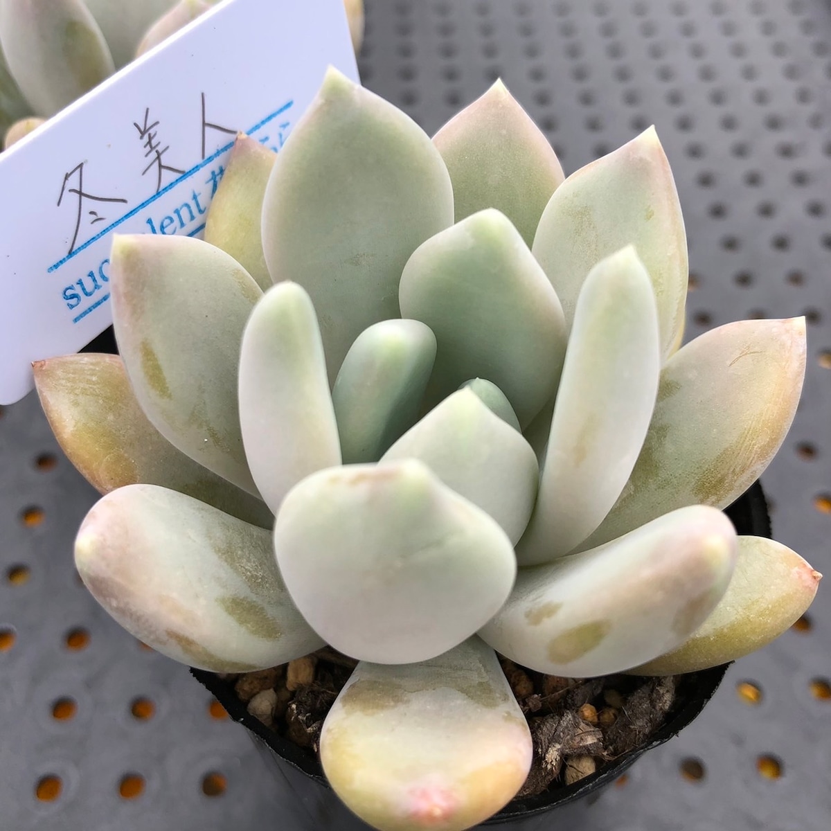 冬美人 2号ポット 多肉植物 パキベリア | Succulent 花うらら 〜多肉植物