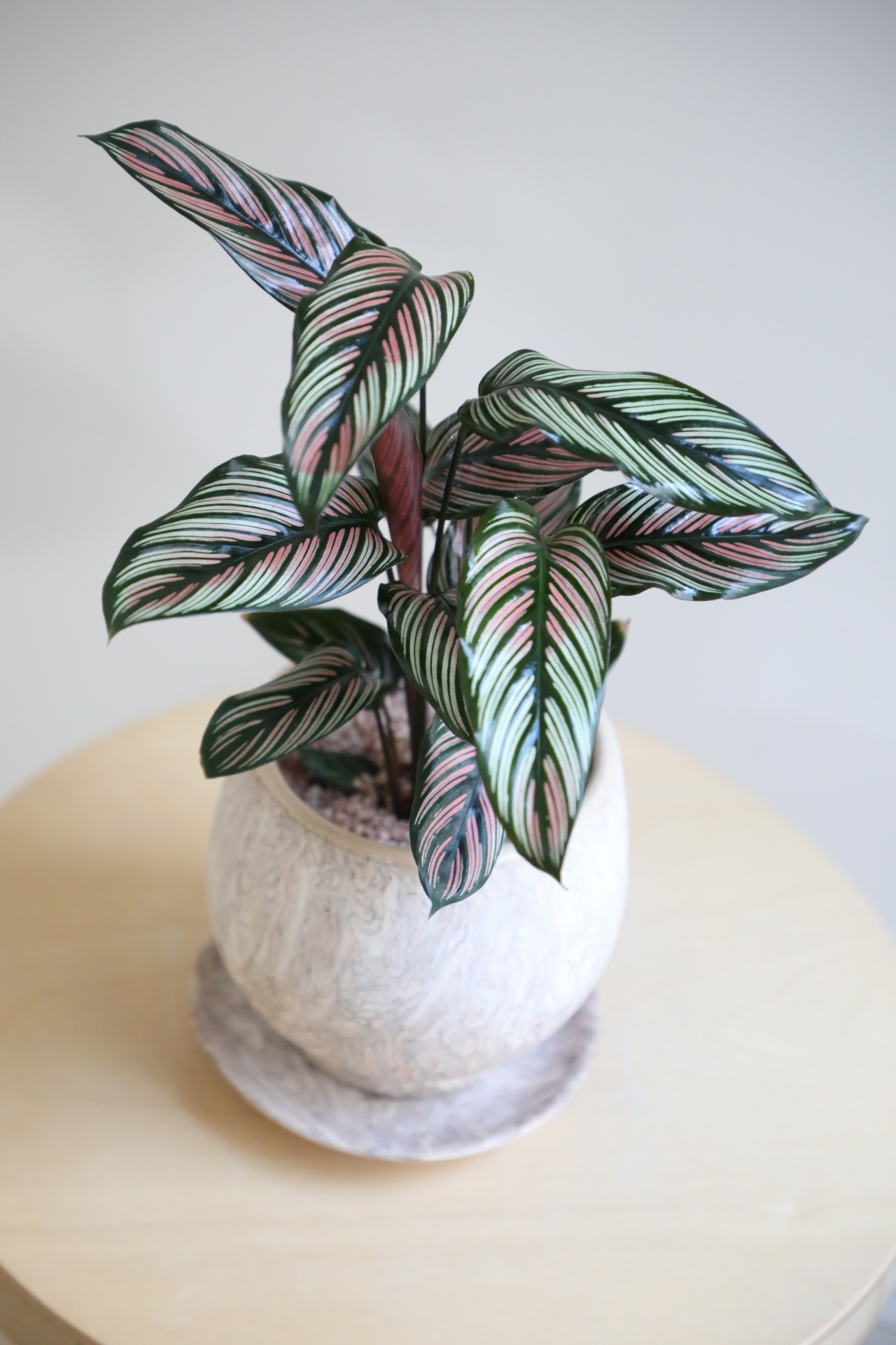 【M】カラテア ホワイトスター/Calathea White star