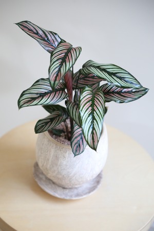 【M】カラテア ホワイトスター/Calathea White star