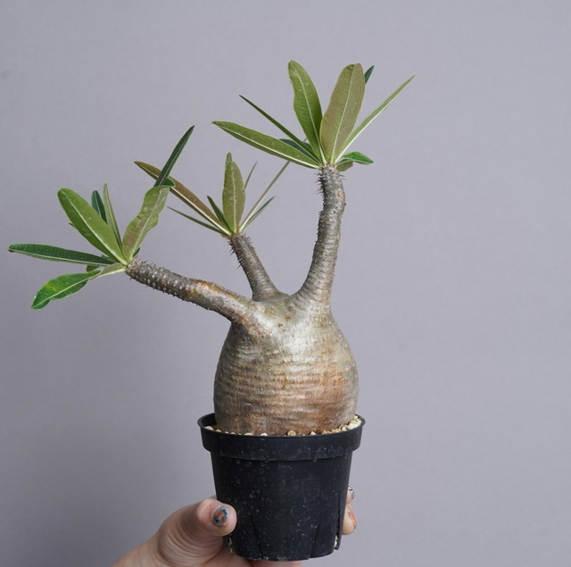 パキポディウム グラキリス no.9〈発根済み〉