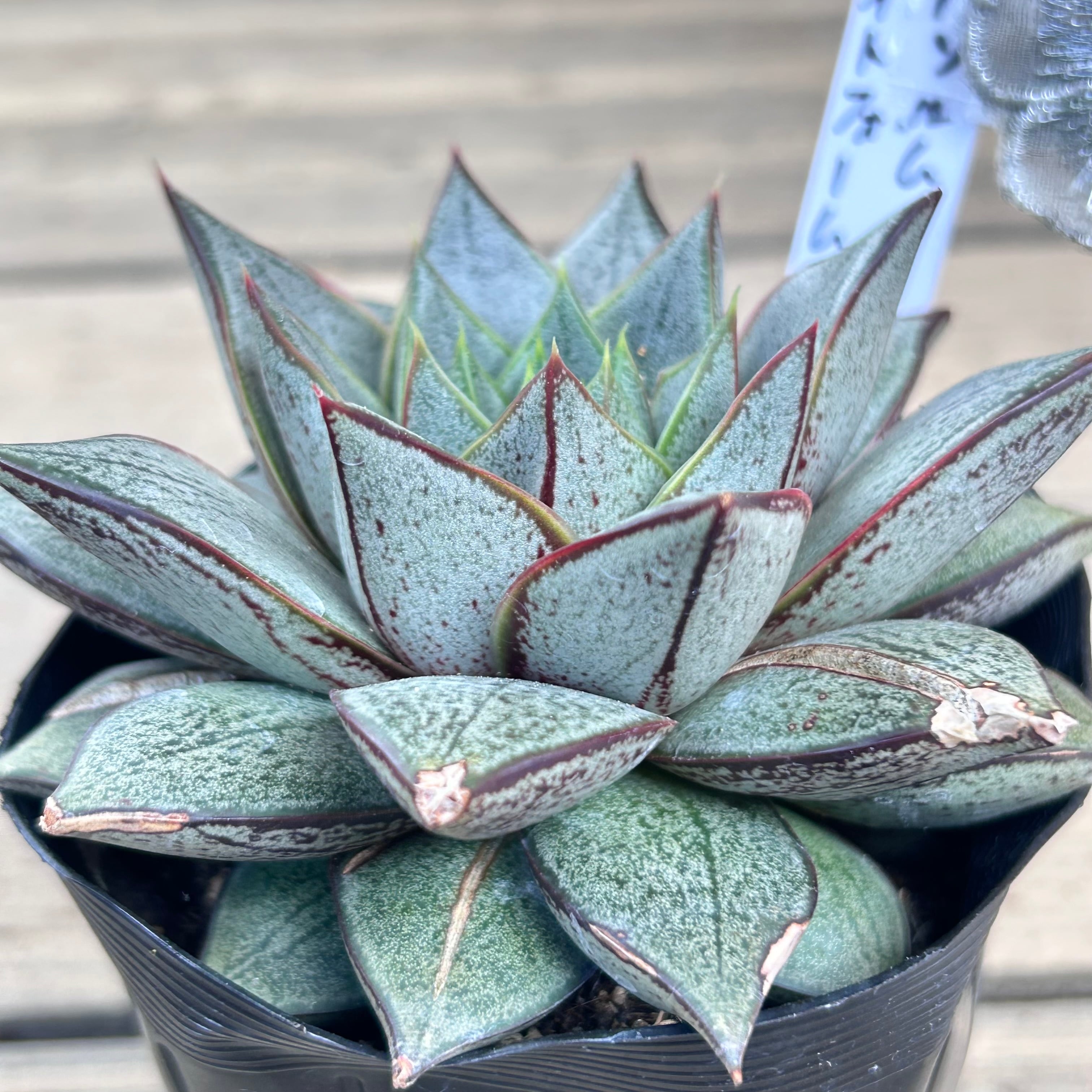 パーパソルム ホワイトフォーム | RuPo 多肉植物専門店