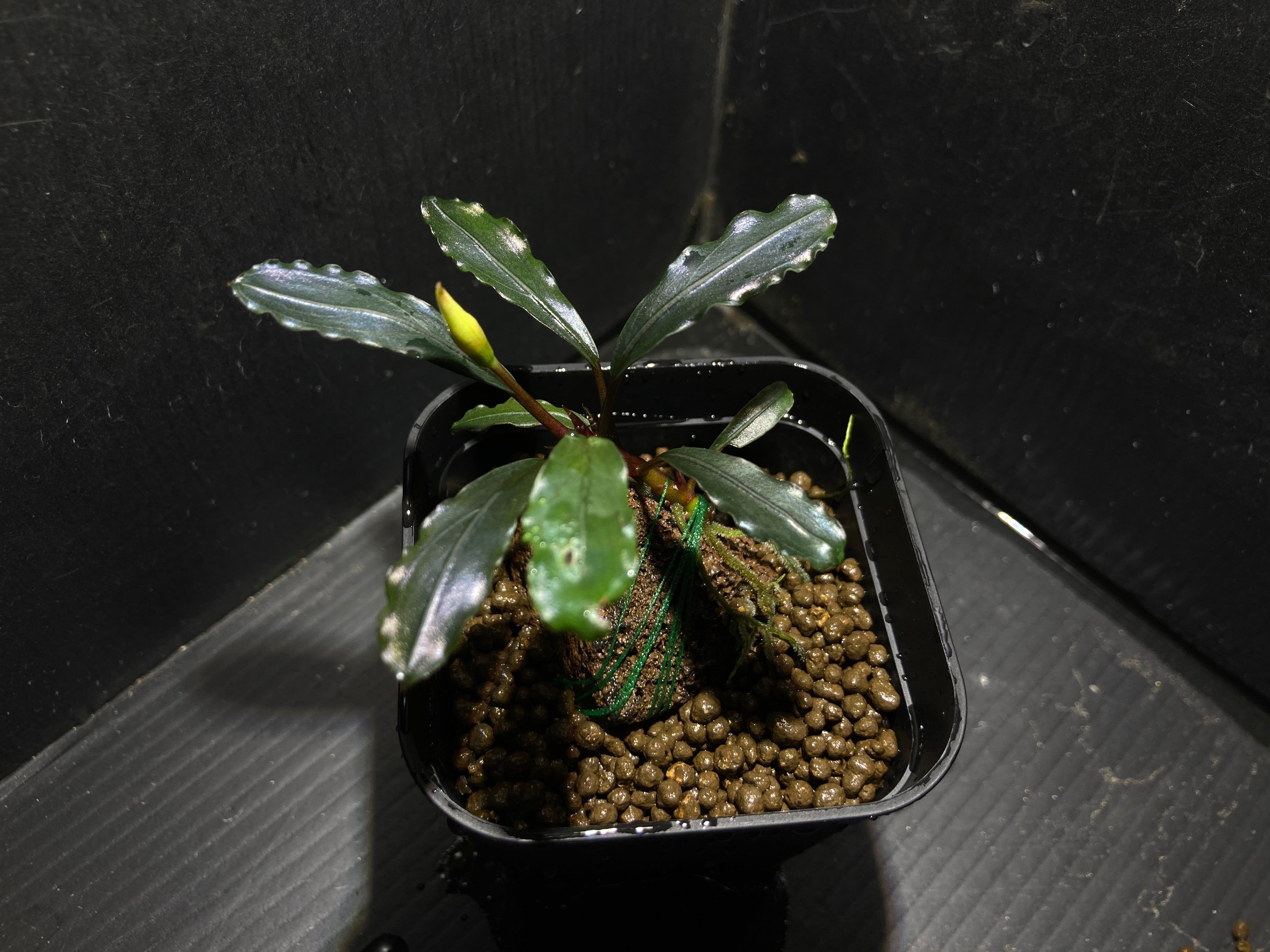 AZタグ付き】ブセファランドラ Bucephalandra sp. B オファー No6 AZ便