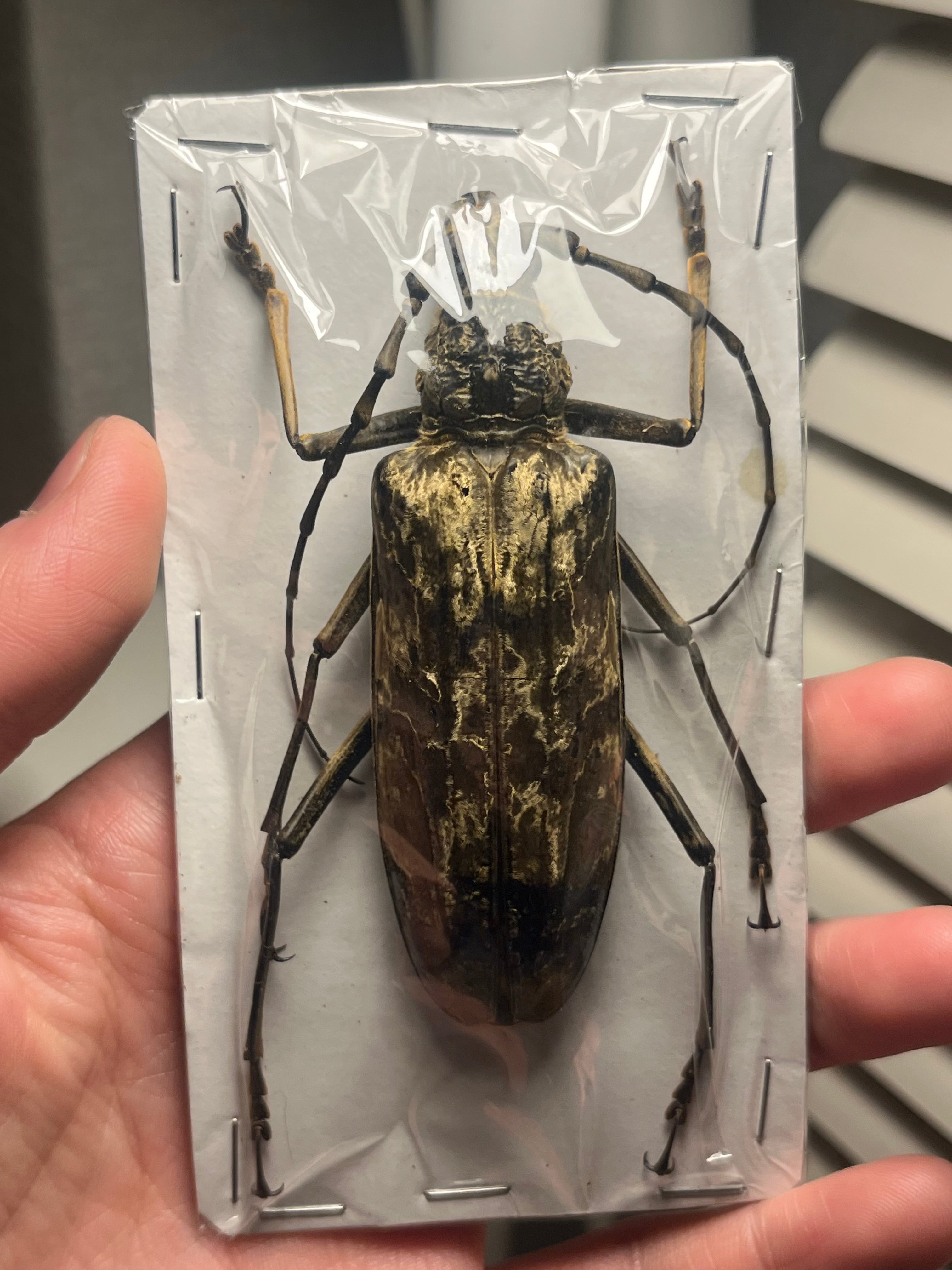 未展足】オオミヤマカミキリ♀標本 カミキリムシ Xixuthrus 天牛