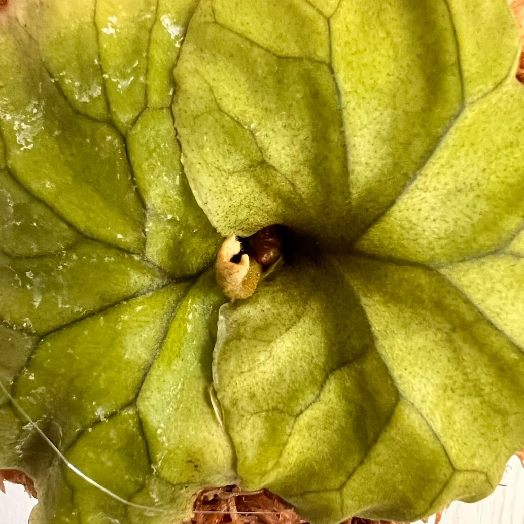 ビカクシダ リドレイ 子株 板付 【観葉植物 壁掛け コウモリラン