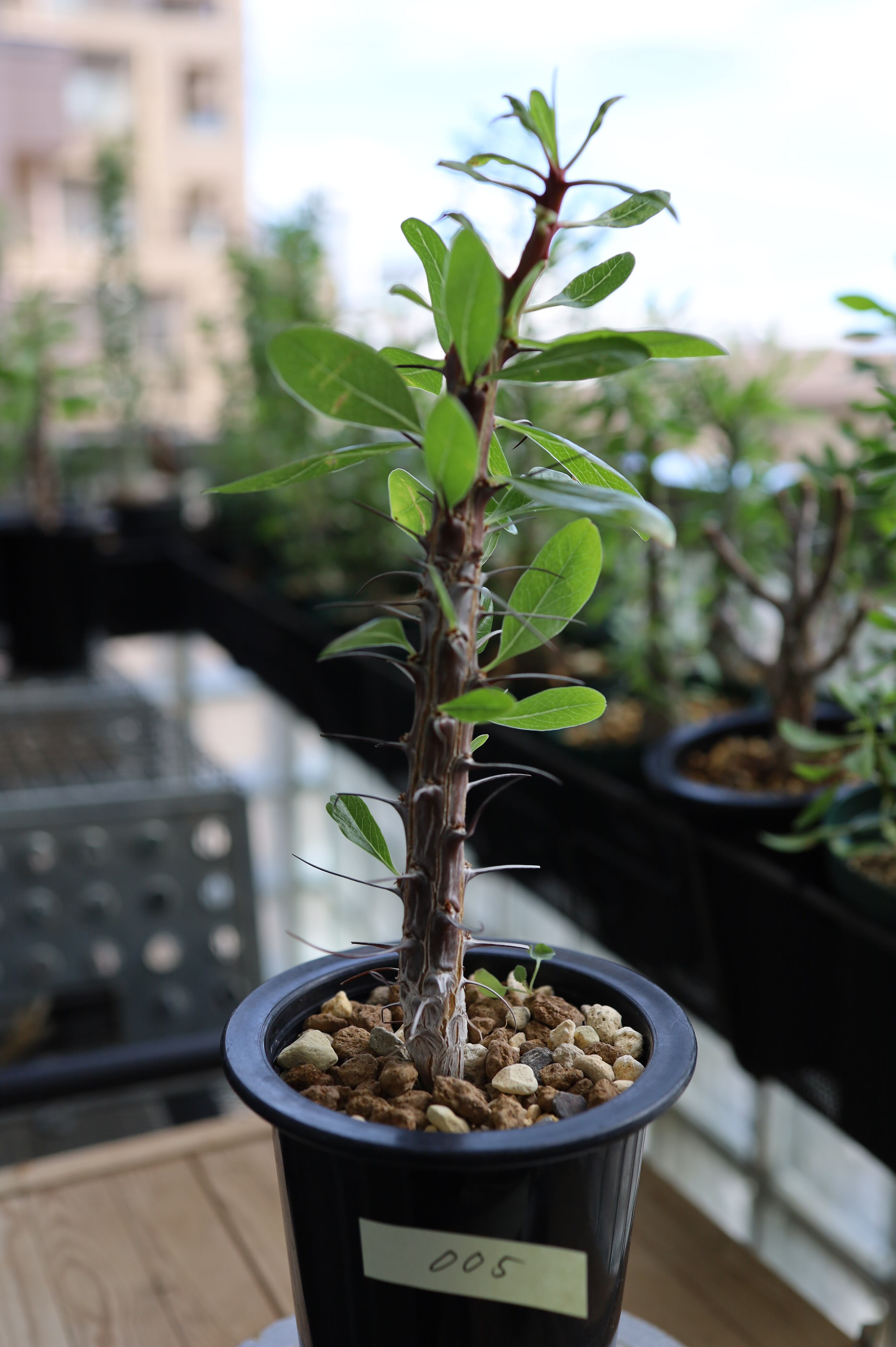 フォークイエリア・ディグエティ | Fouquieria diguetii_005