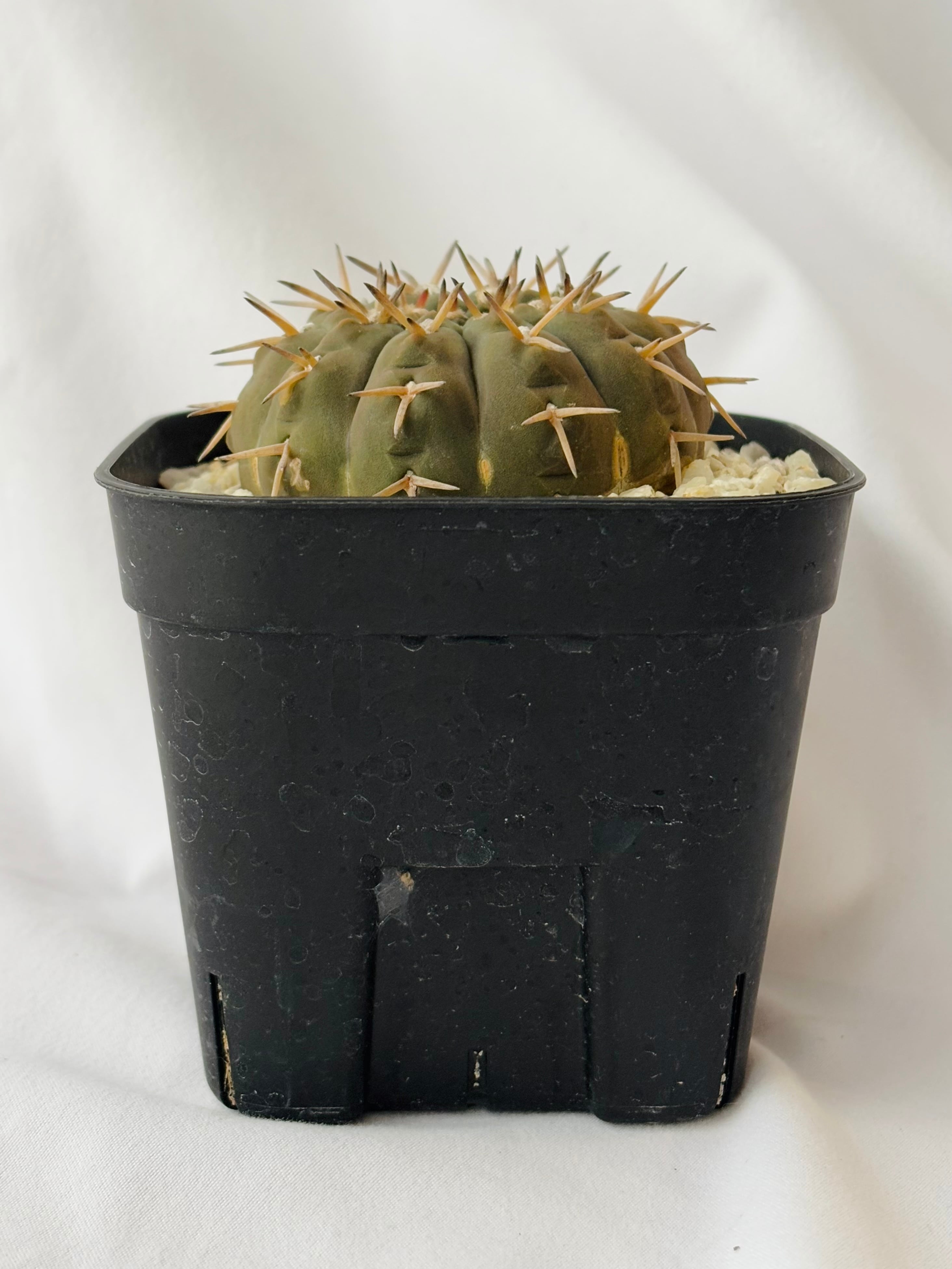 Gymnocalycium stellatum ギムノカリキウム 立刺守殿玉 サボテン
