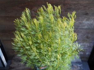 【現物】セルリア ”グロメラータ’レモンハニー” A