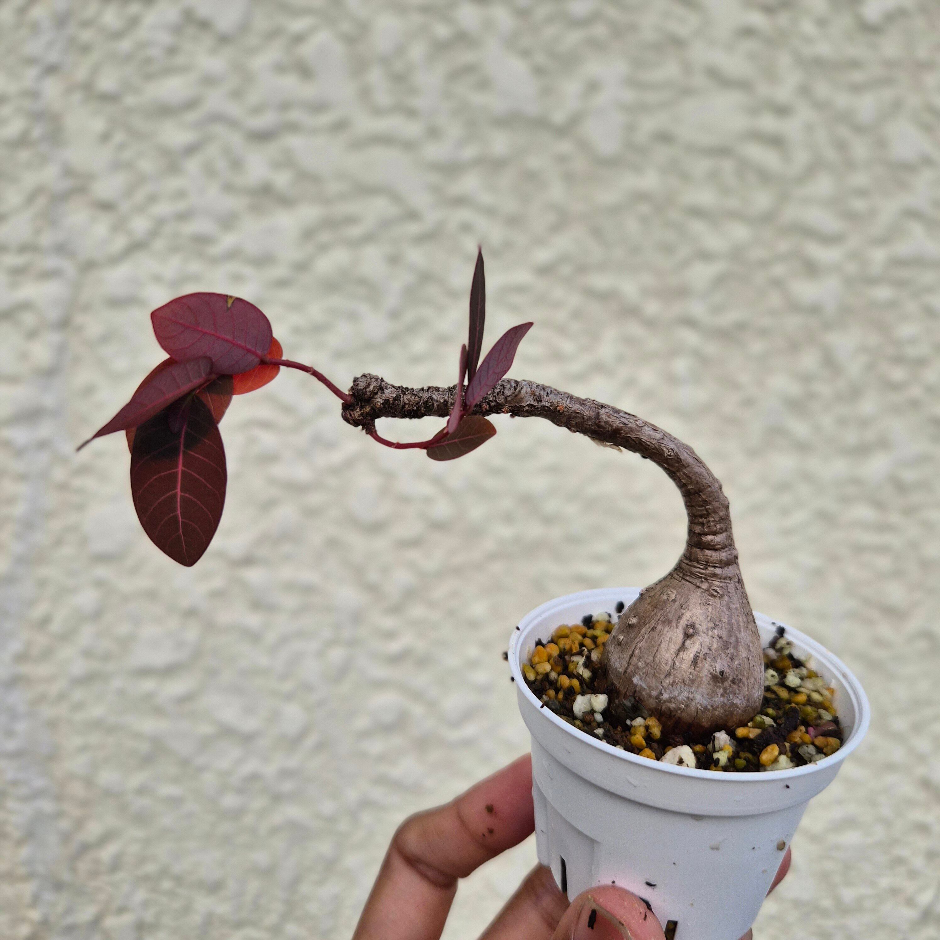 Sサイズ35〚フィランサス・ミラビリス〛Phyllanthus Mirabilis 塊根