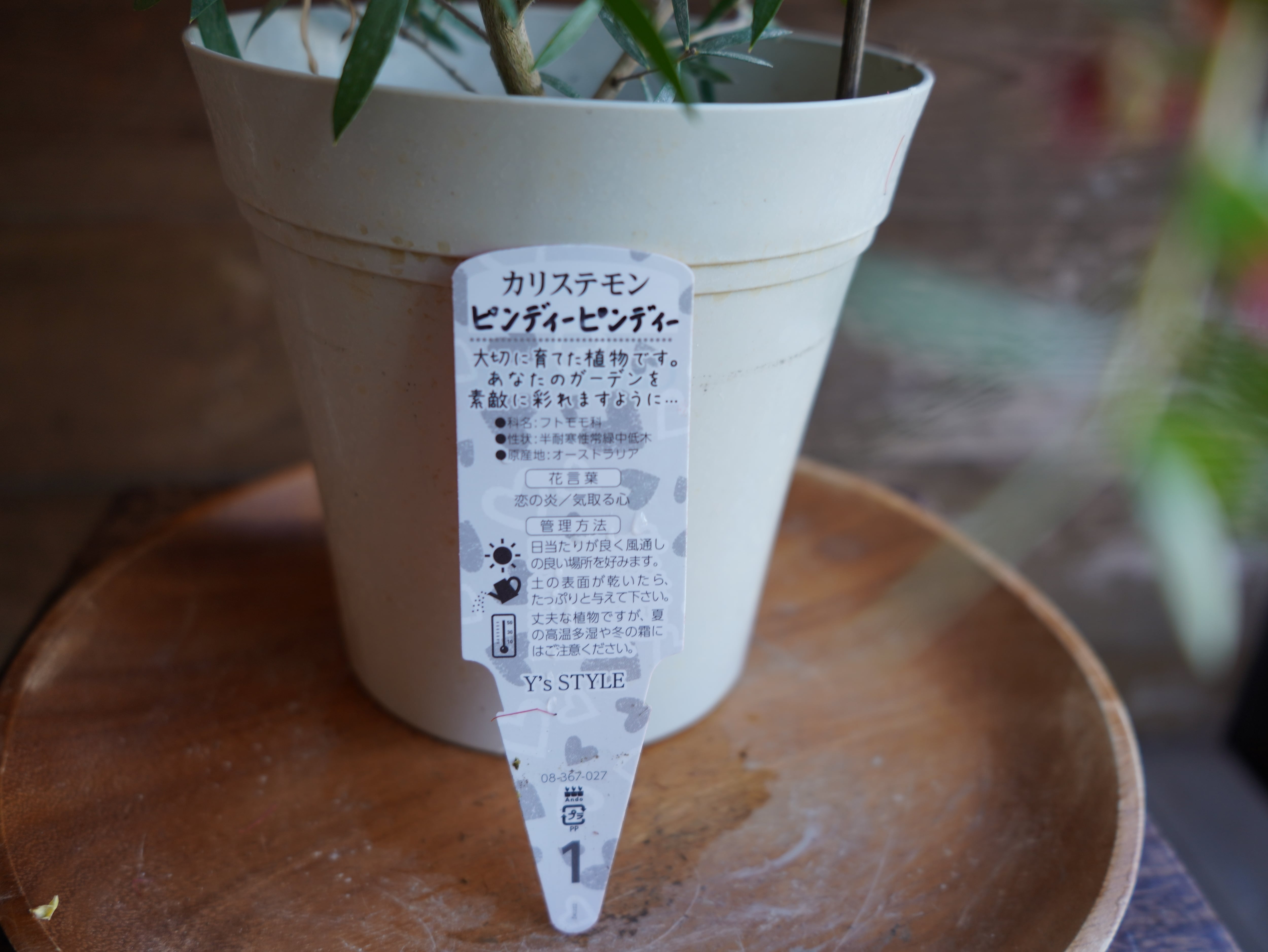 【現物】カリステモン　”ピンディーピンディー”