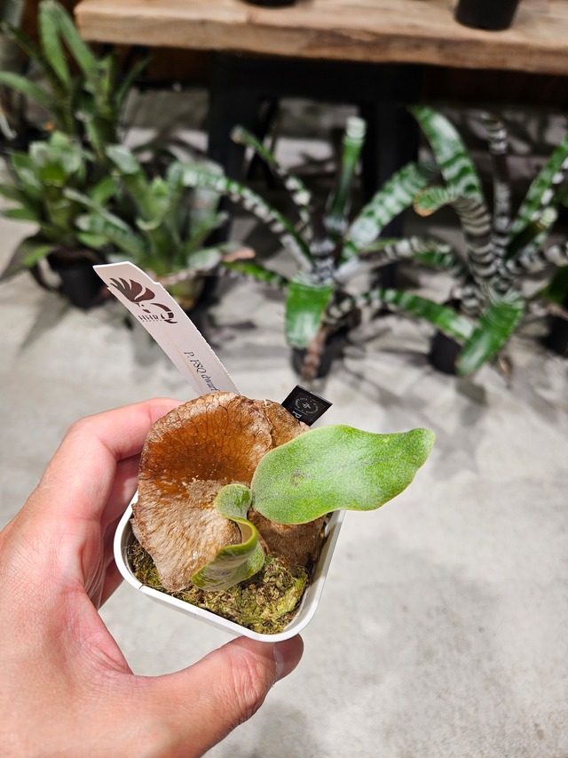 P.FSQ Dwarf from ILF 【artPLANTs/PLANTS GARAGE 】ビカクシダ#Platycerium