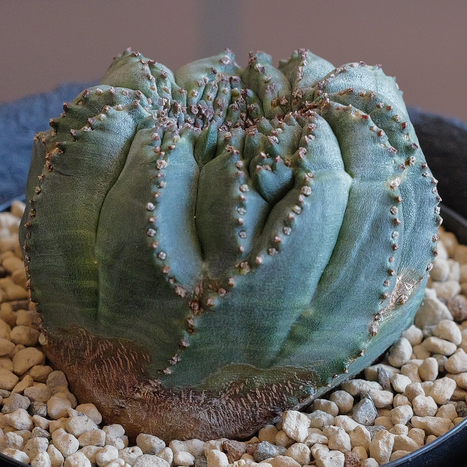 捻れ オベサ | LIGHTHOUSE.PLANTS - 海外実生株のオベサなど輸入植物を