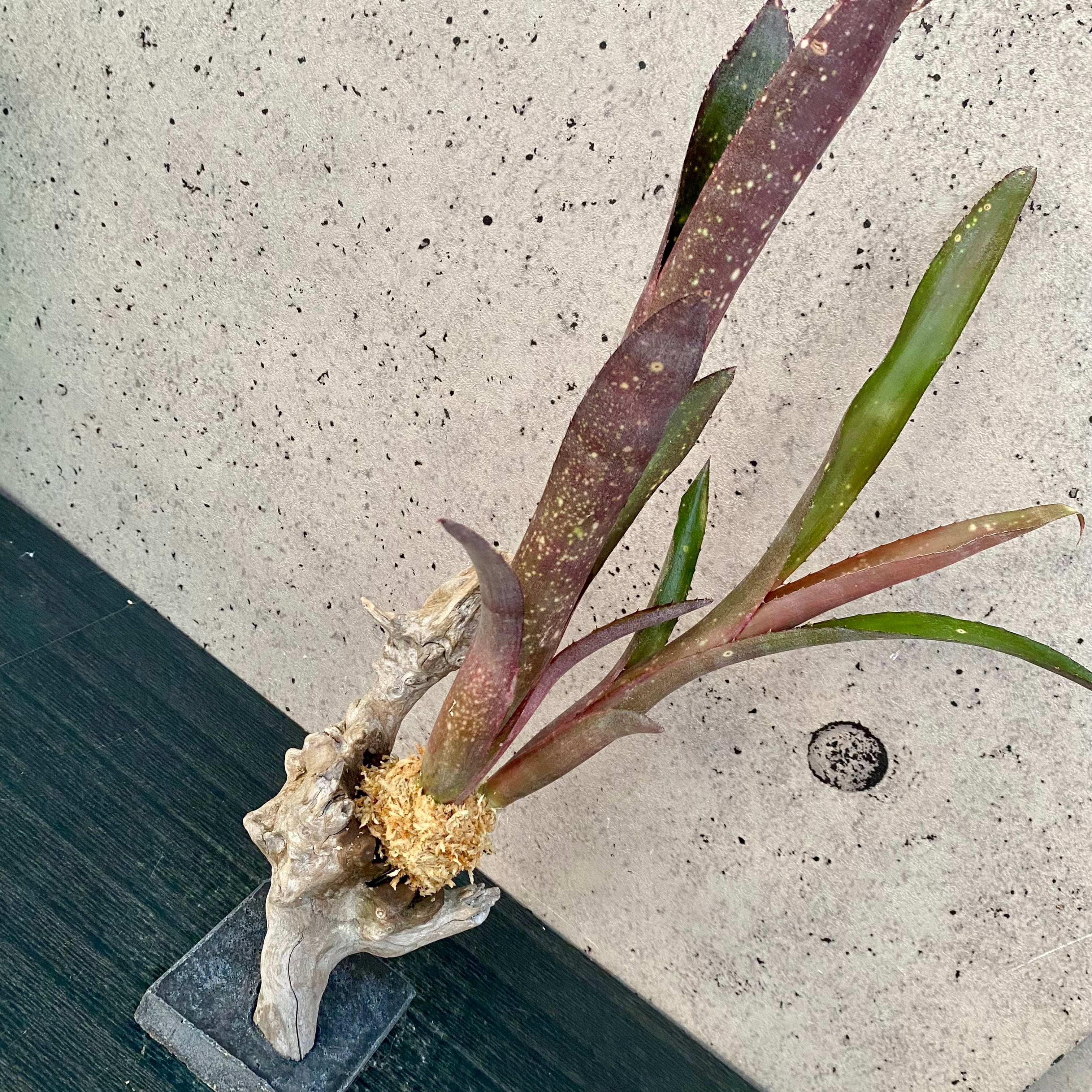 オベサ変異株トゲ付き 希少⭐鉢3号サイズ Planet Plants プラネットプランツ