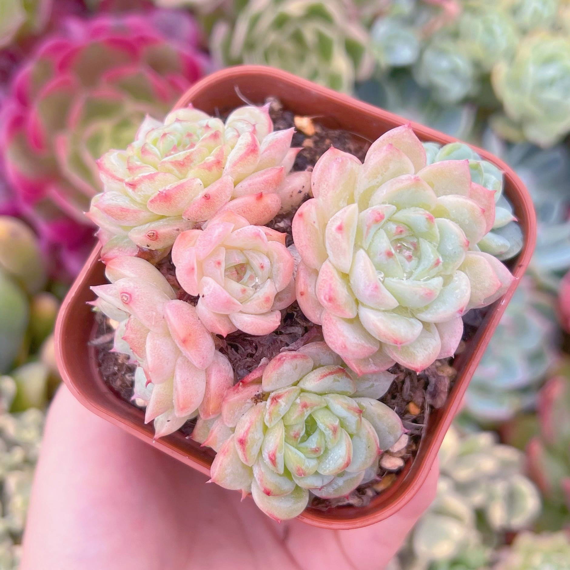 現品　ジャムハート#2002　古株　るる農園