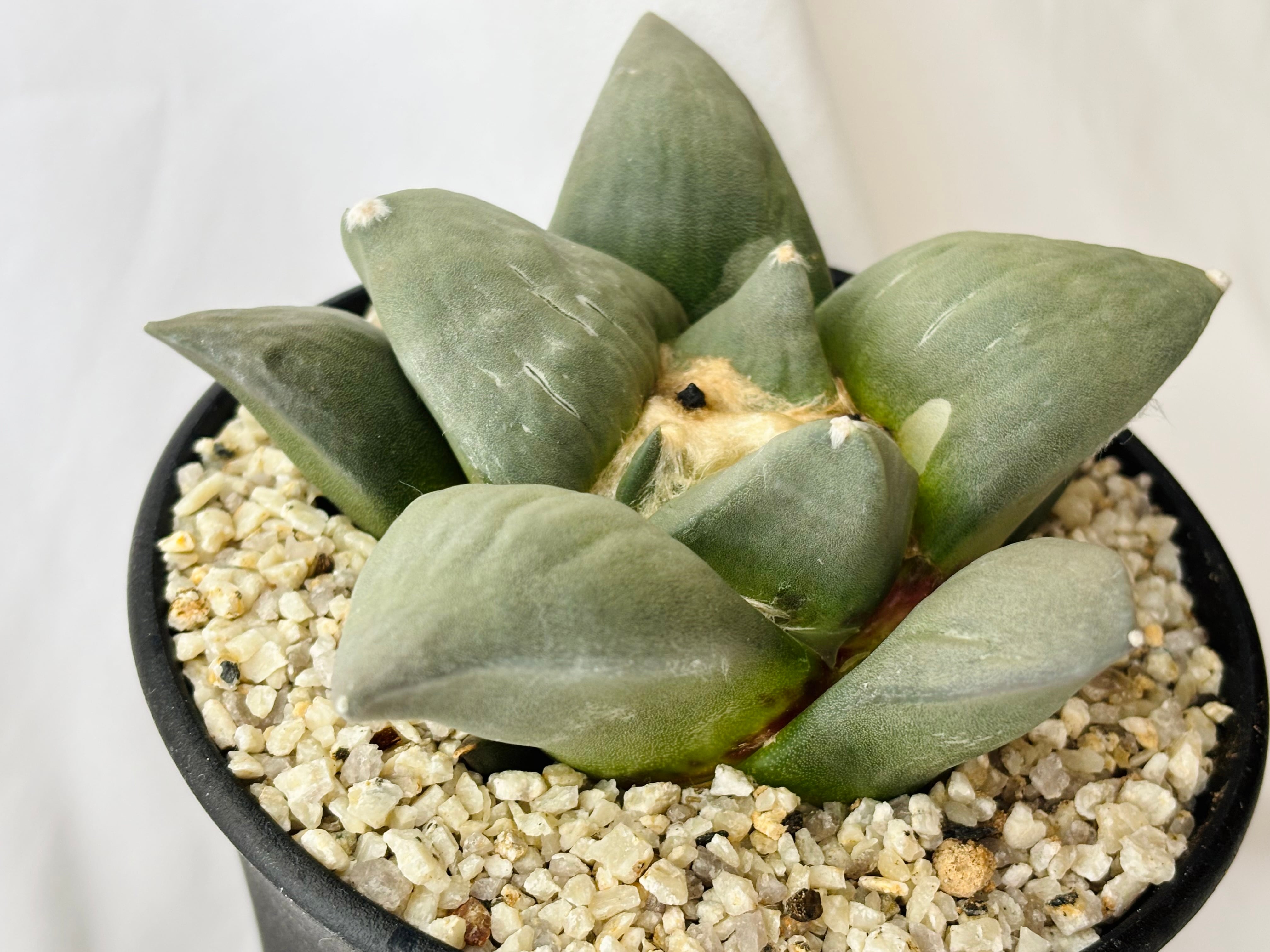 Ariocarpus furfuraceus f.monstrosa アリオカルプス 花牡丹モンスト
