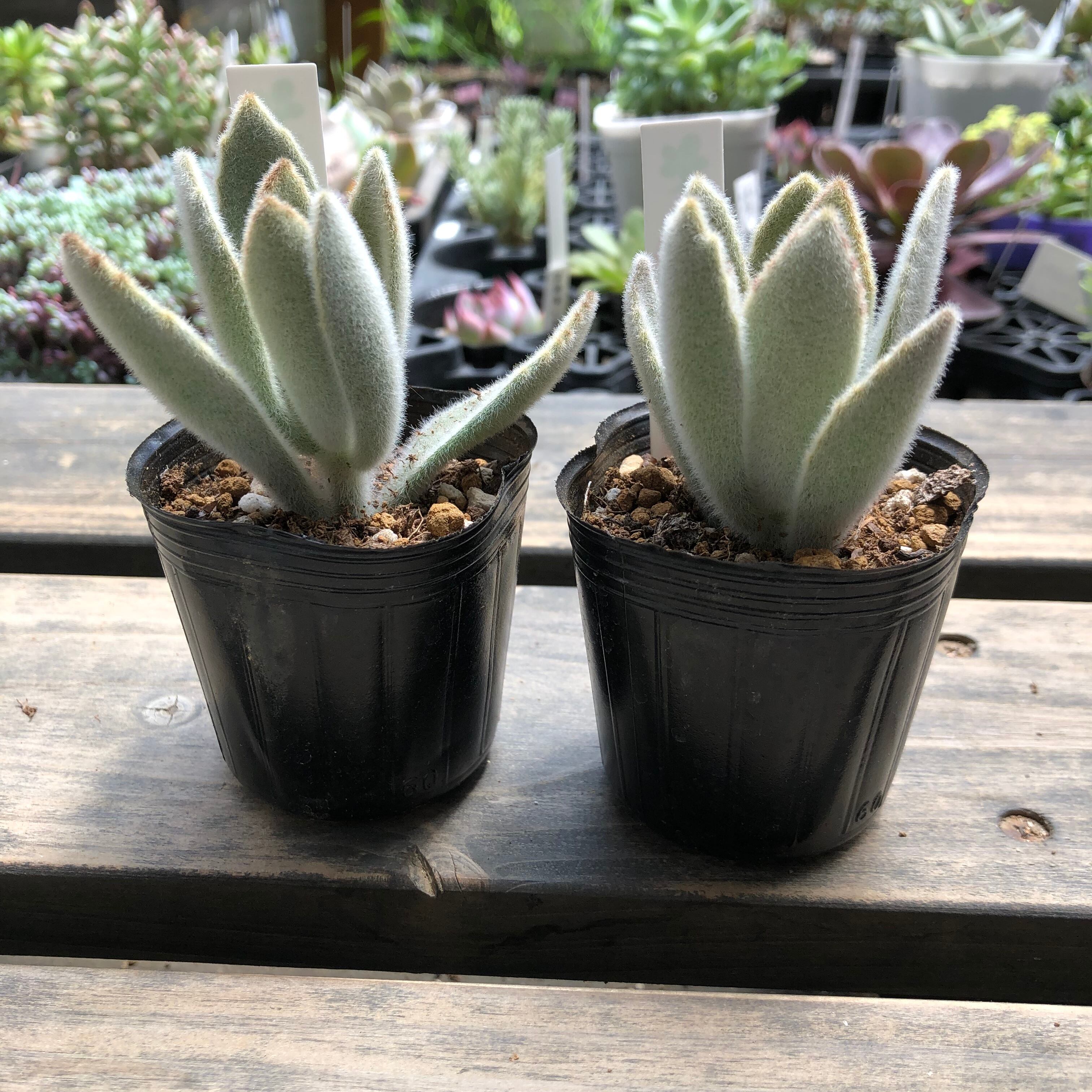 白兎 いとうぐりーん カランコエ 多肉植物 Melty Works 多肉植物 と Dulton プランター のお店