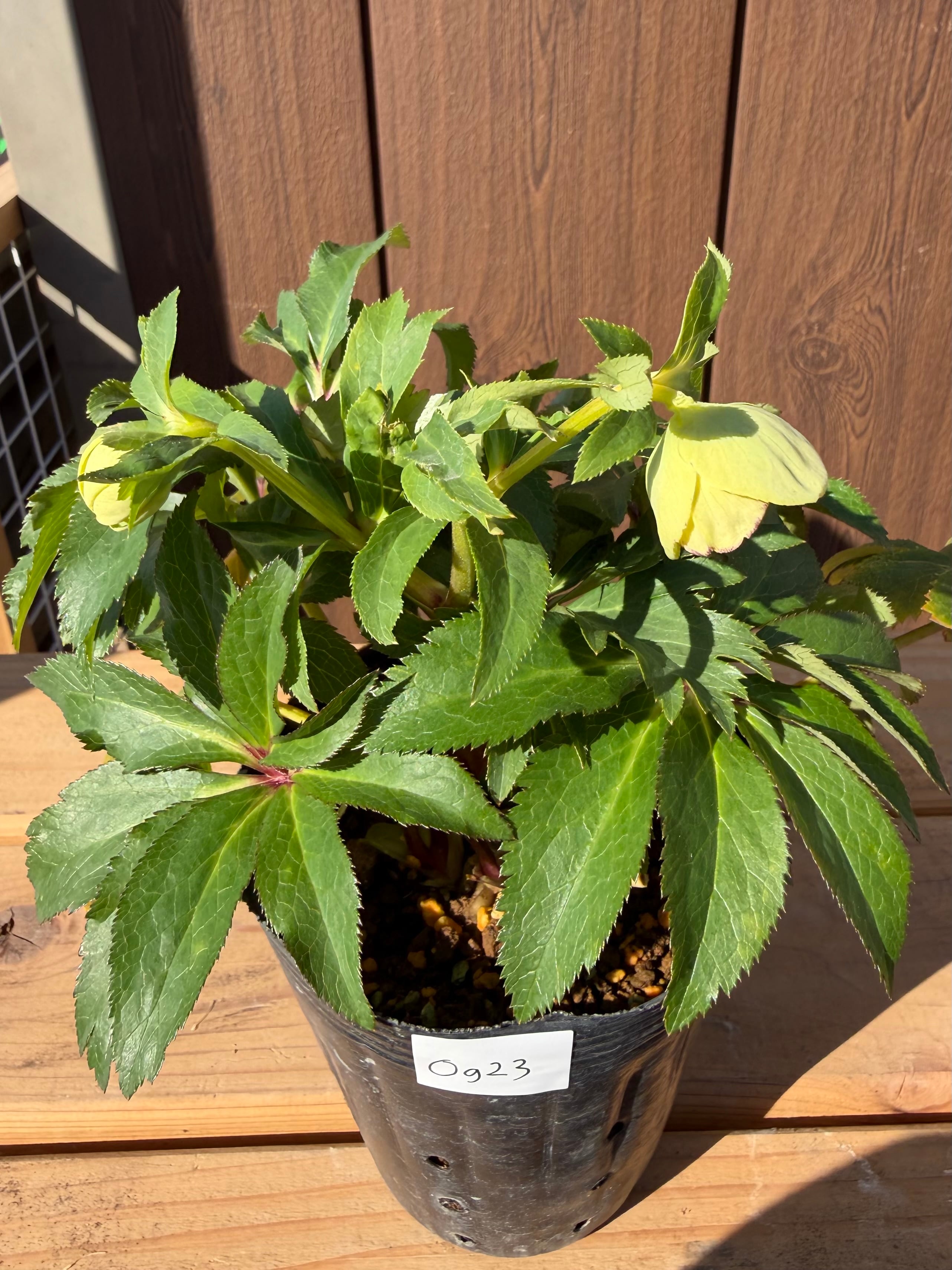 ムルチ系オーレアsd 大木ナーサリー クリスマスローズ【Og23】送料無料