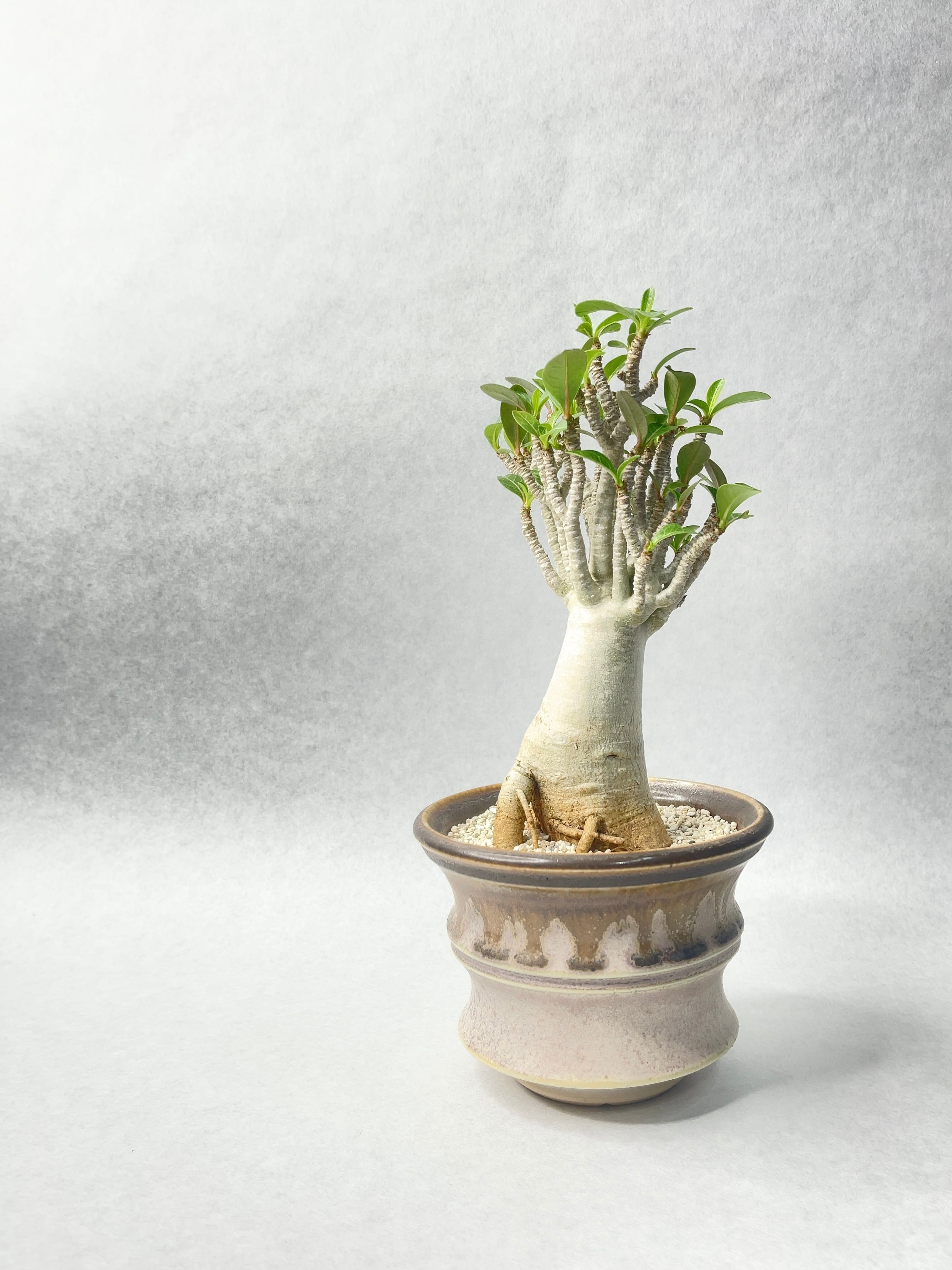 アデニウム・コンパクトセレクト