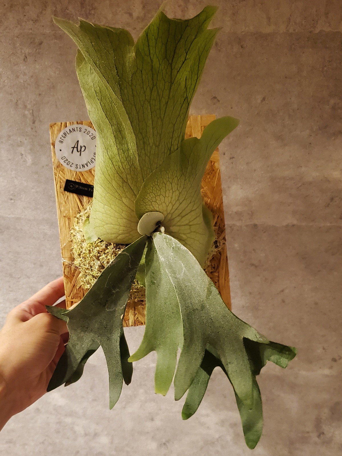 P.Stem Fern Select 【artPLANTs】ビカクシダ/Platycerium | artPLANTs 