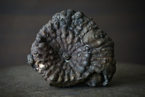 ロシア産黄鉄鉱化アンモナイト Speetoniceras versicolor 1615