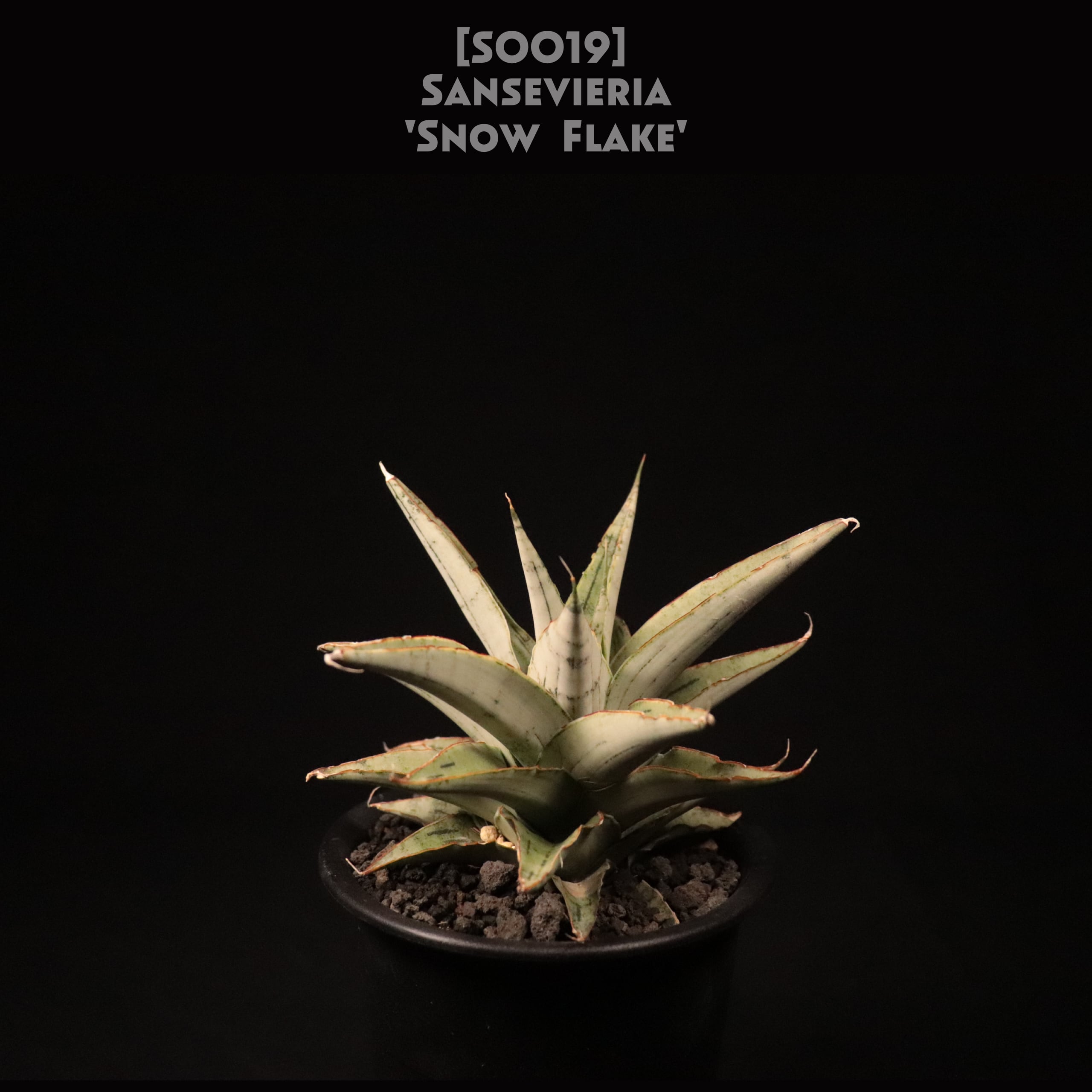 Neoregelia 'Hyena'〔ネオレゲリア〕現品発送N0611 Neoregelia 'Hyena'〔ネオレゲリア〕現品発送N0611