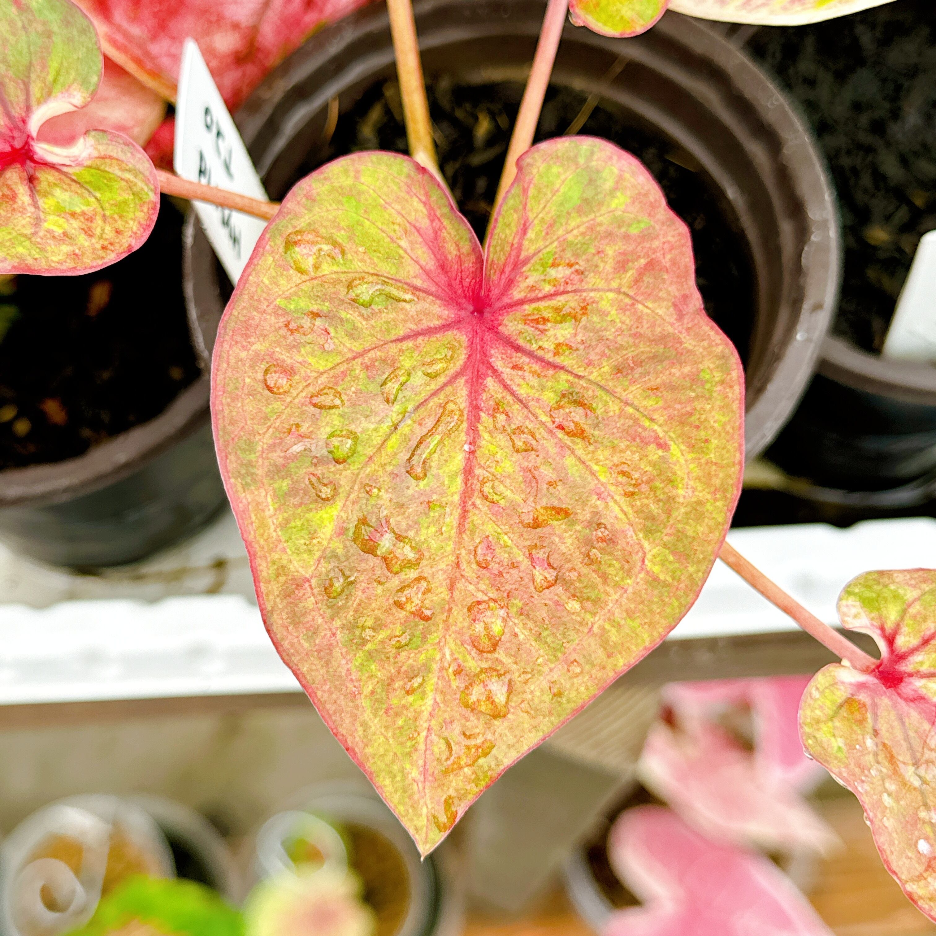 アロカシア ブラックベルベット 斑入りの芋 アロカシア ブラックベルベット 斑入りの芋