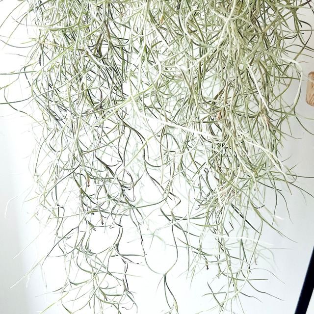 チランジア ウスネオイデス スパニッシュモス ループハンガー 観葉植物 calm cafe