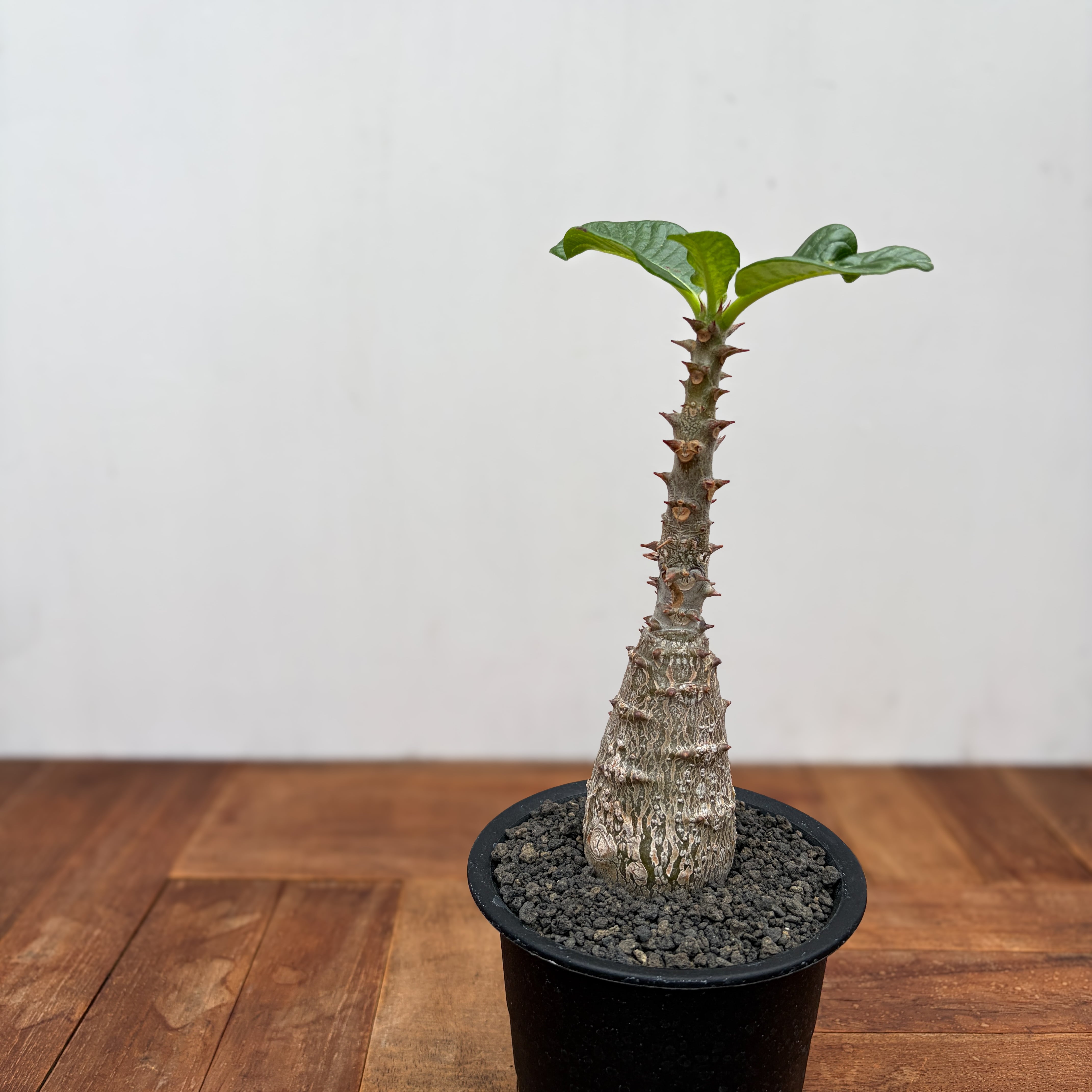 Pachypodium windsorii【パキポディウム・ウィンゾリー】 | RIMO'S