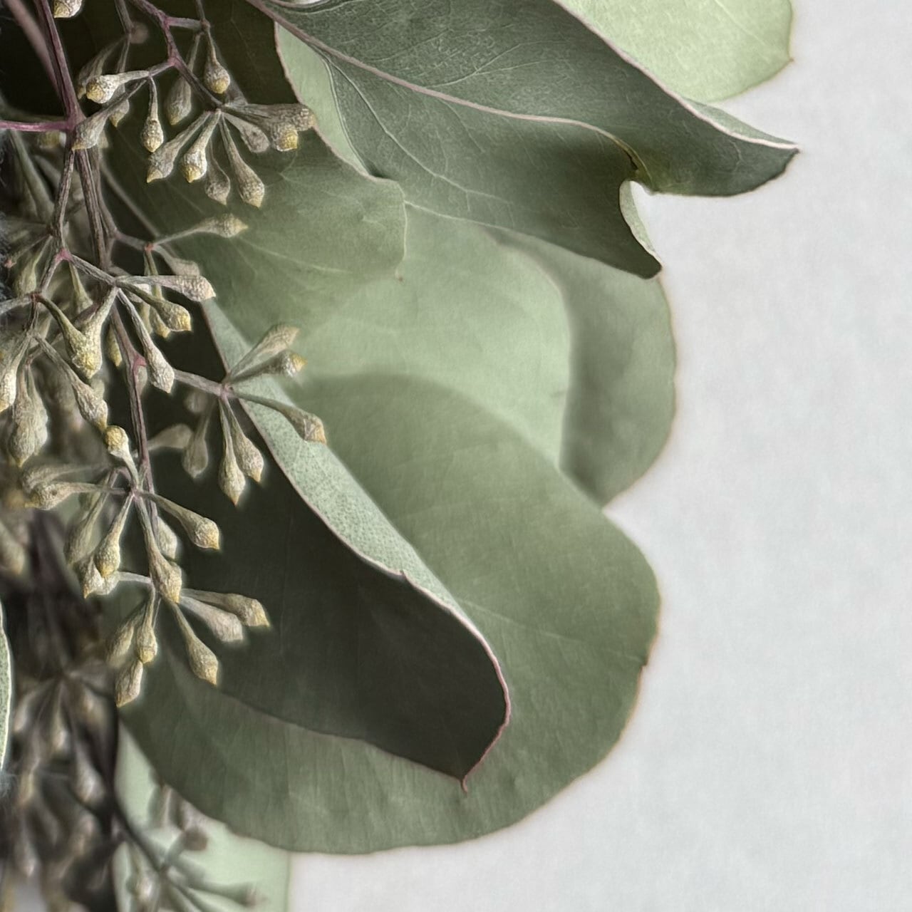 ポポラスベリーのスワッグ | ドライフラワースワッグと布雑貨