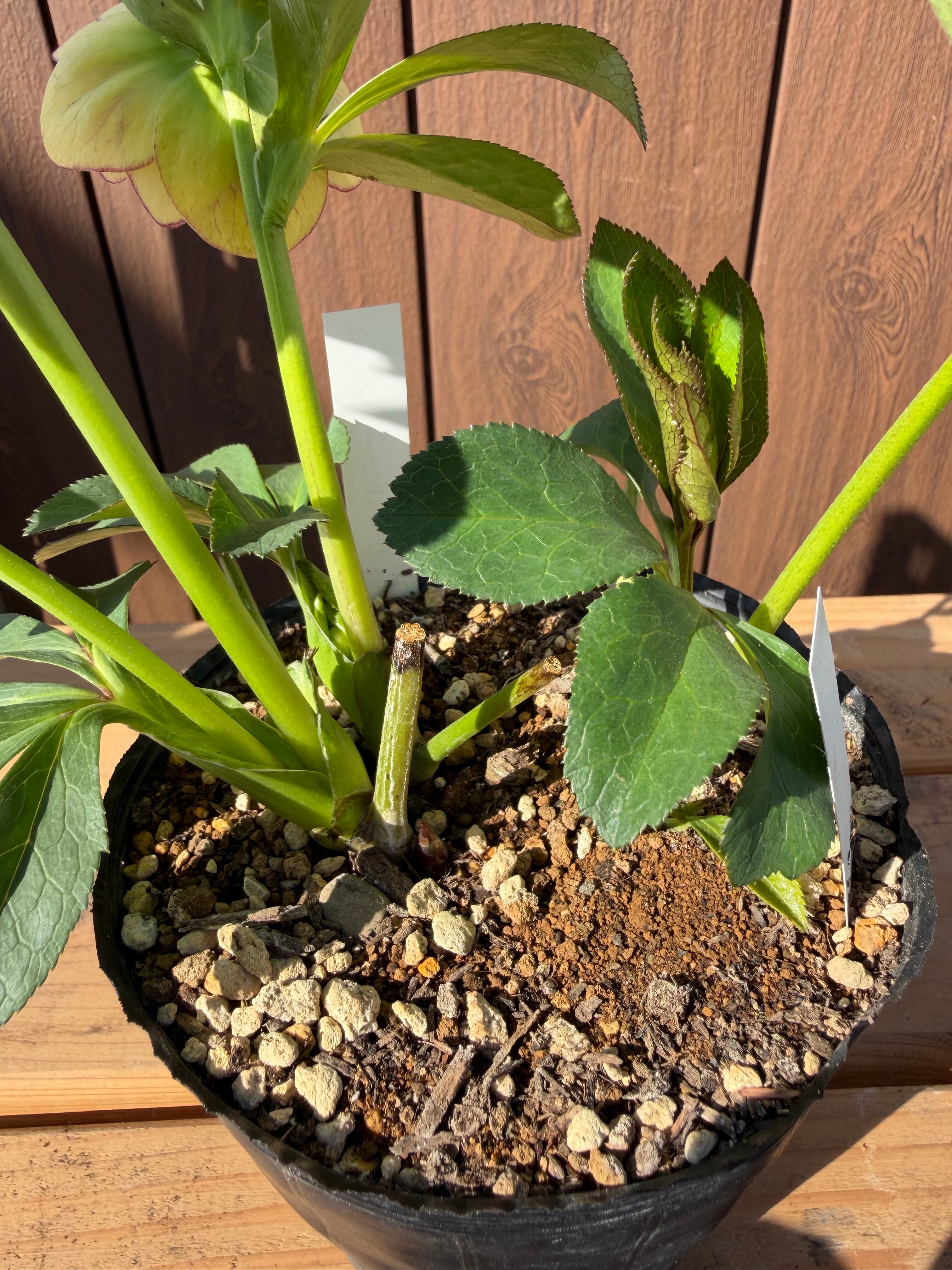 グロッシーカラー☆イエロープリマ系 加藤農園 クリスマスローズ