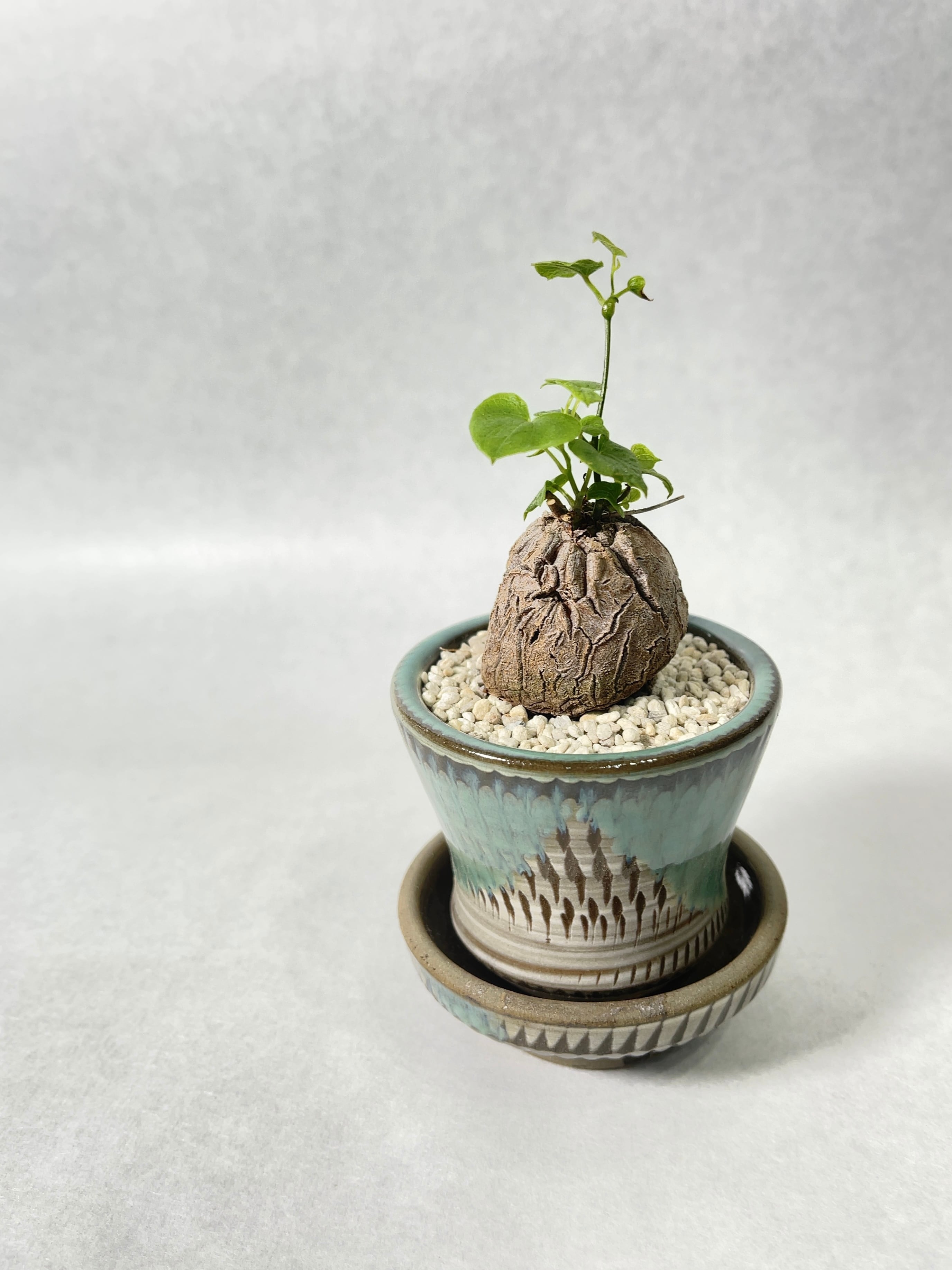 ディオスコレア・亀甲竜 | trigger