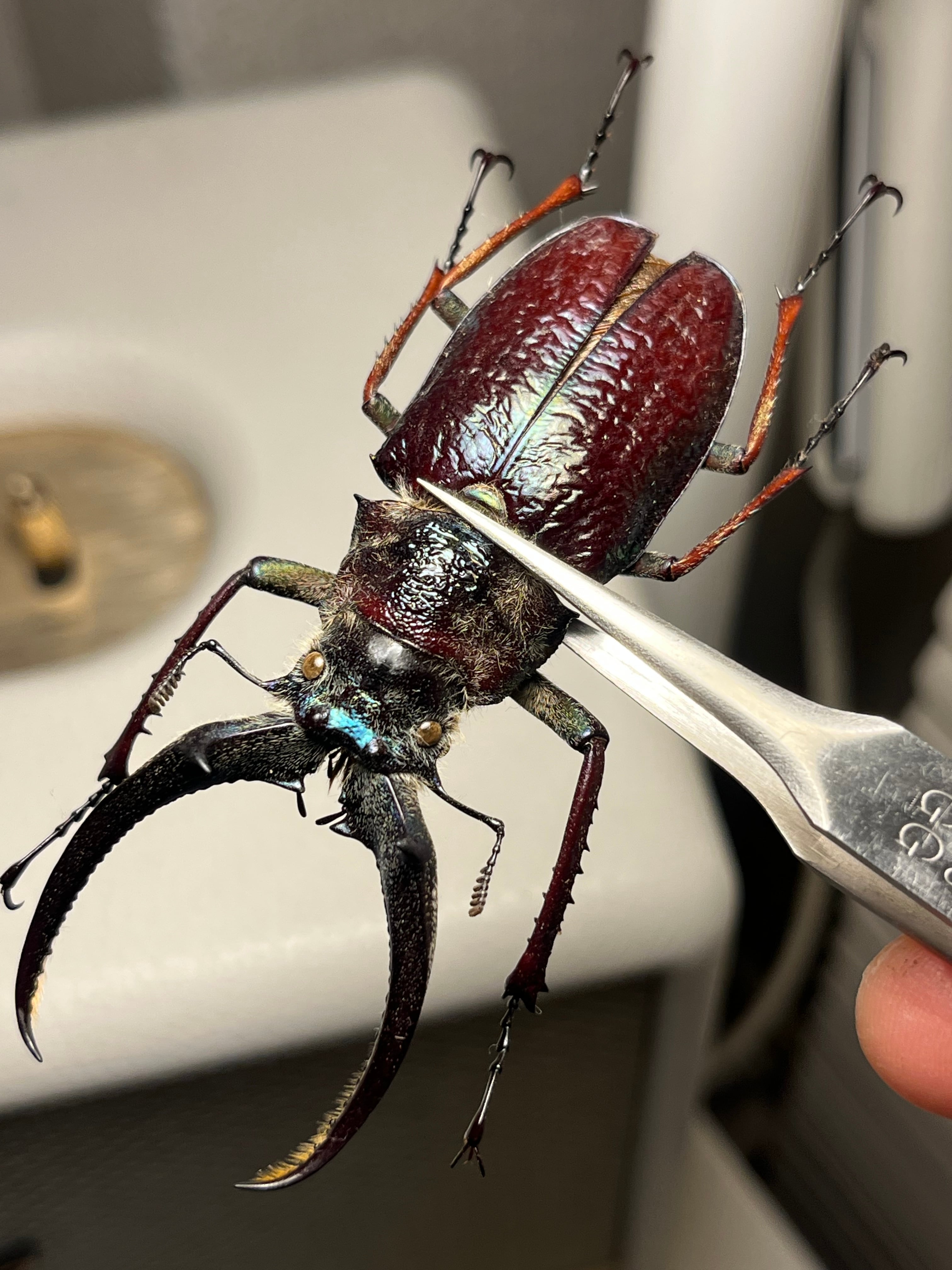 顎MAZIORA】ギガンテウスシワバネクワガタ 昆虫標本 ニジイロクワガタ