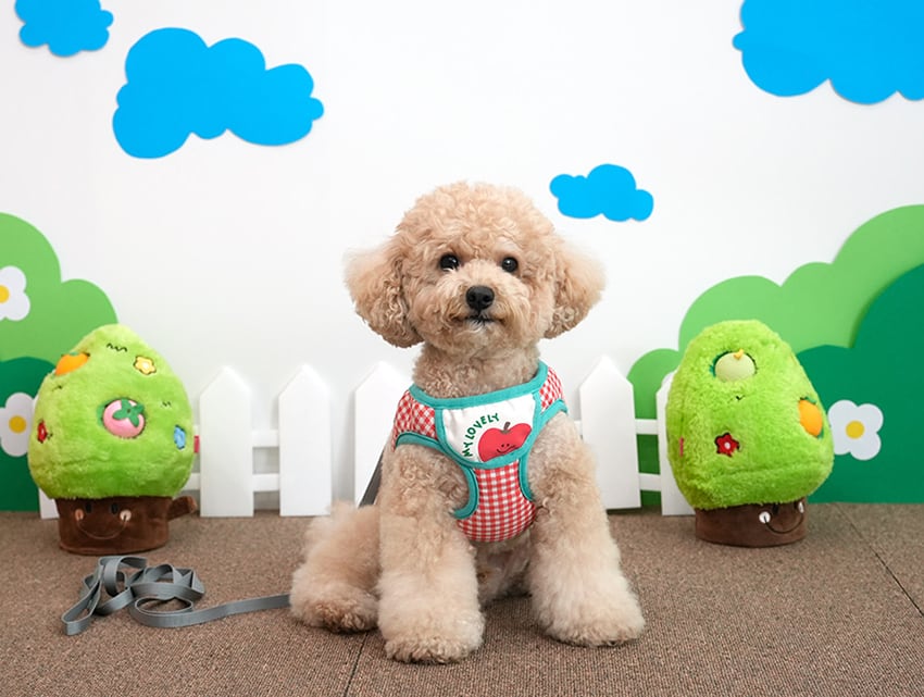 fruits bib harness S ~ L 2color  /  犬 犬用 ハーネス リード セット 小型犬 中型犬 ドッグウェア ペット用品 胴輪 お出かけ ドッグウェア